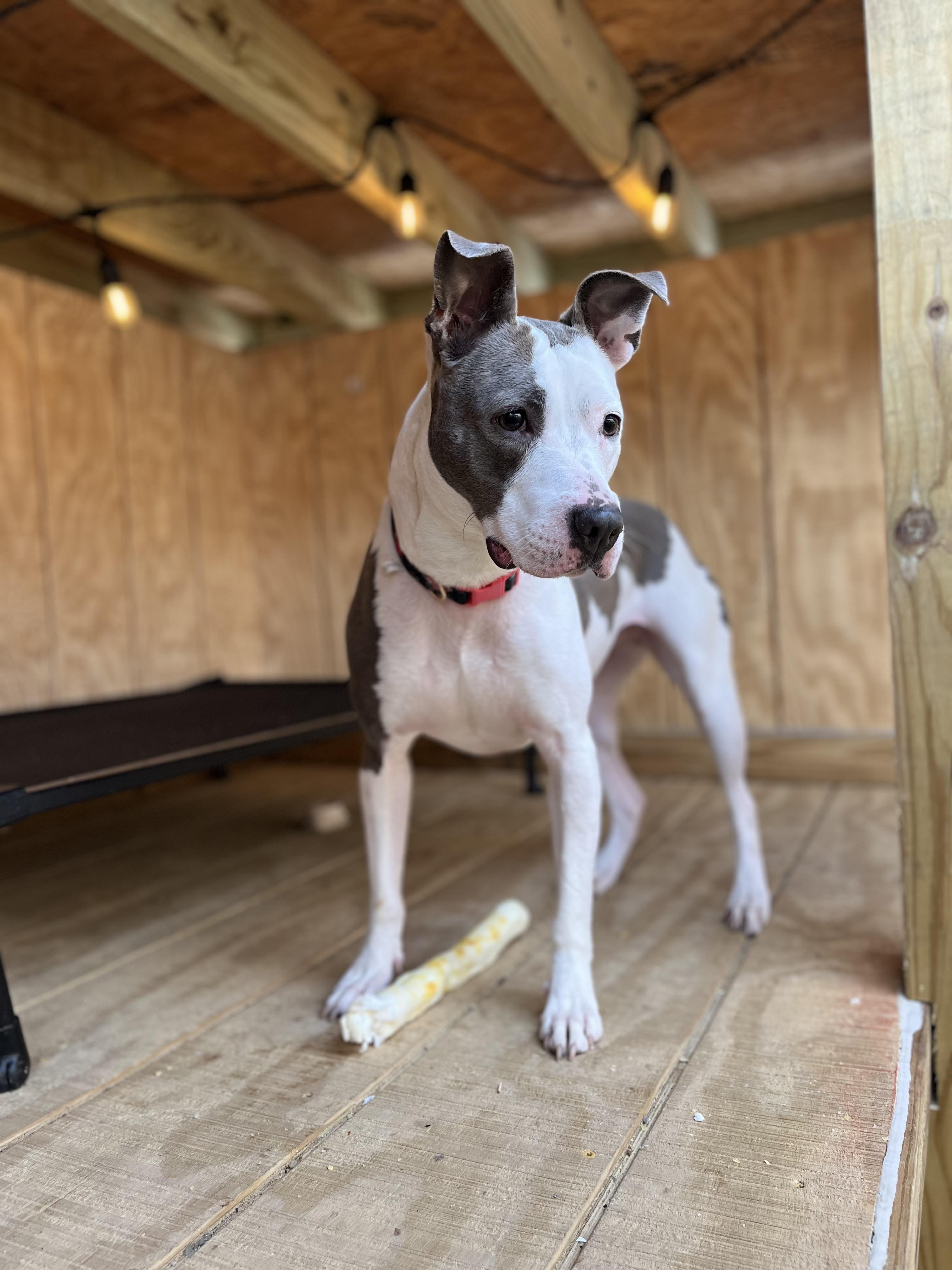 KeKe, Adoptable, Adult Female Pit Bull Terrier.