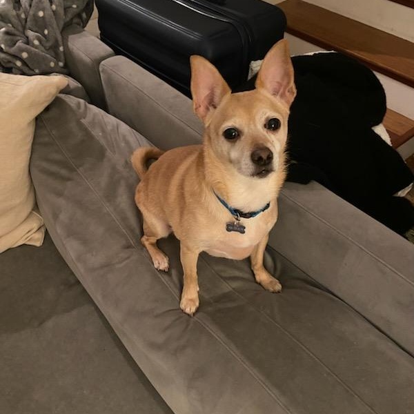 Enlarge Billy, a Adoptable mixed breed in Portland, OR image 2/4