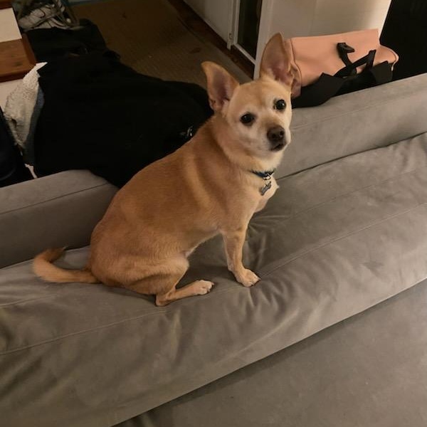 Enlarge Billy, a Adoptable mixed breed in Portland, OR image 3/4