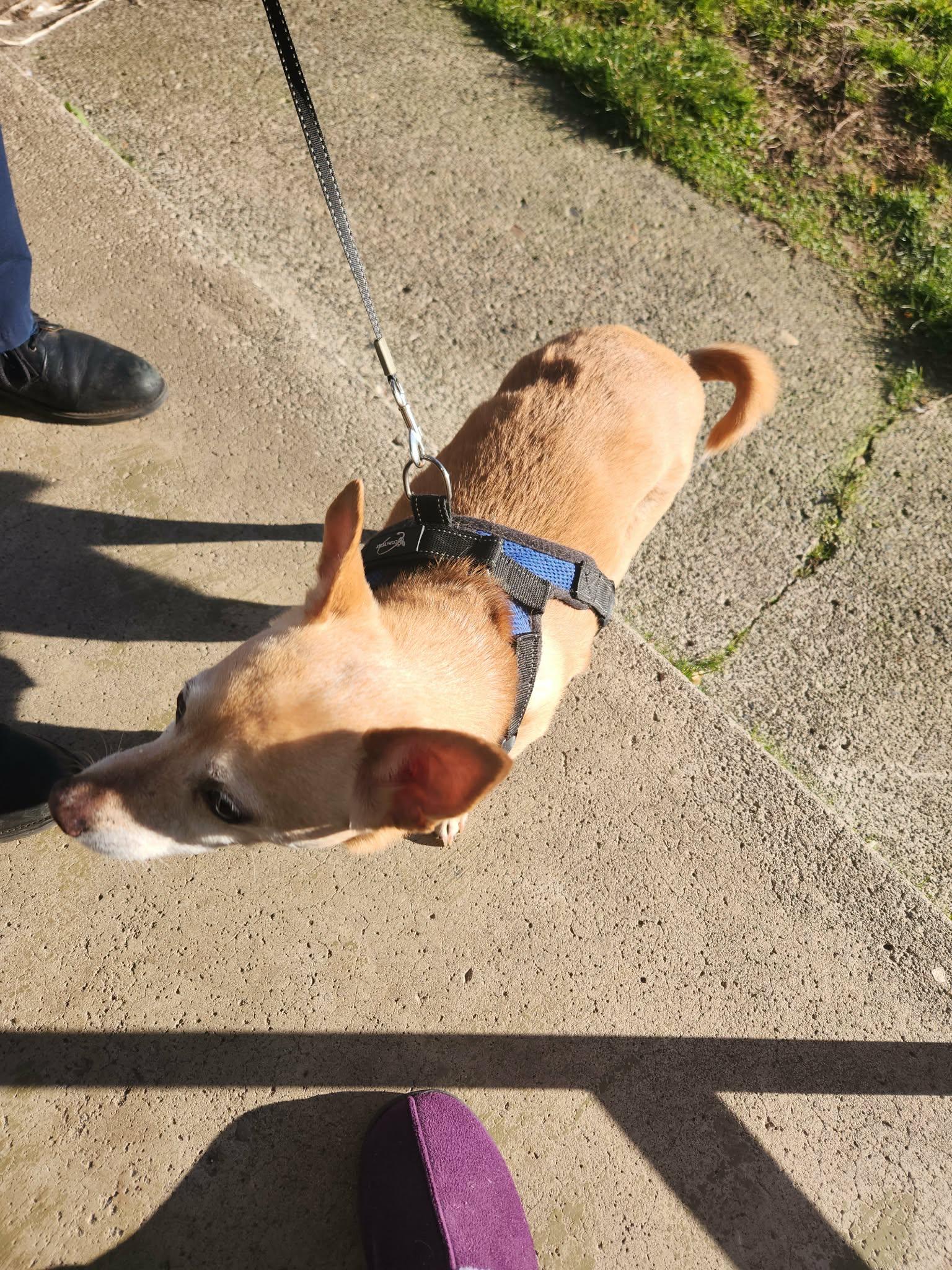 Enlarge Billy, an adoptable mixed breed in Portland, OR image 3/5