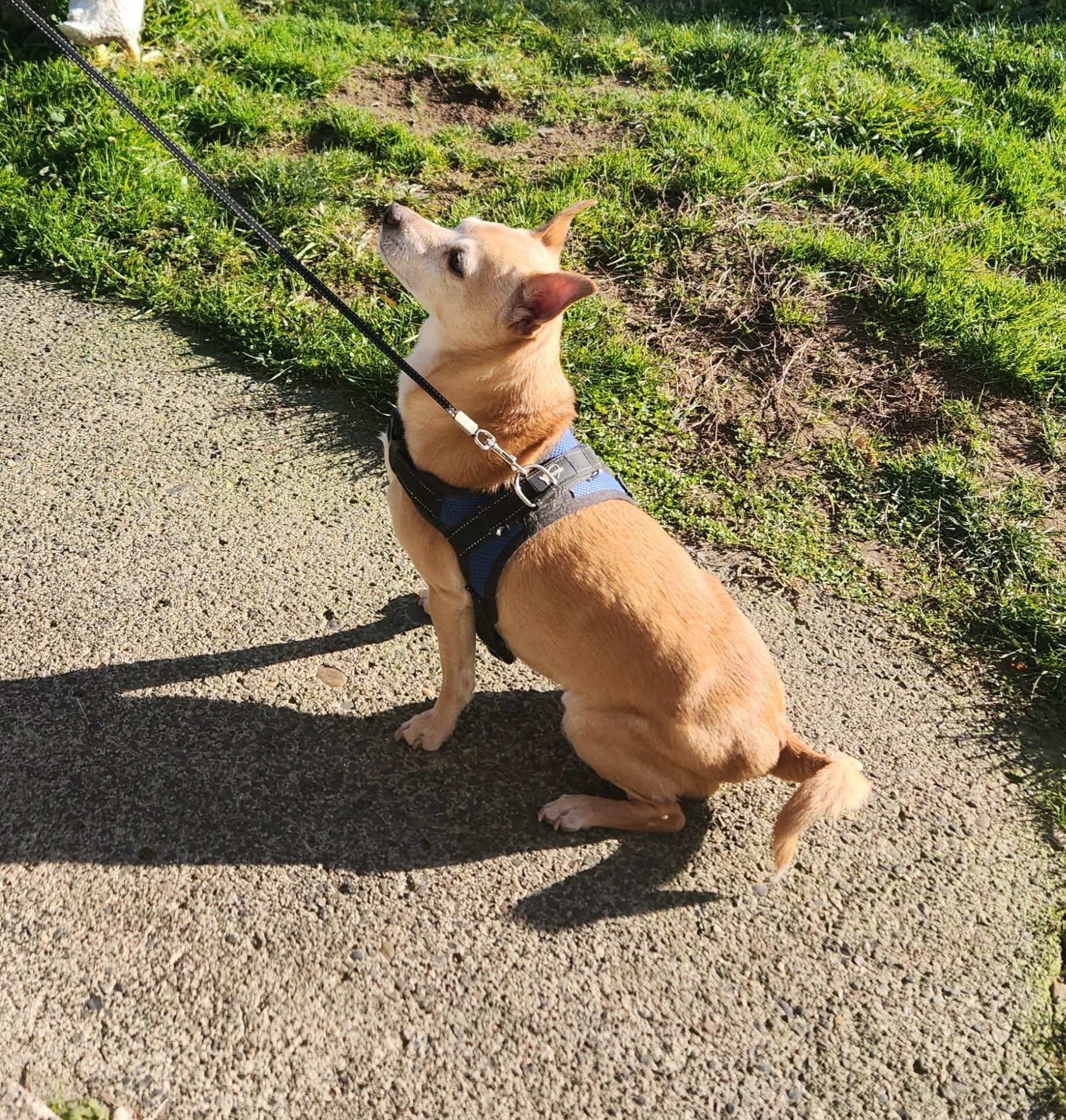 Billy, adoptable, Adult Male Chihuahua & Terrier.
