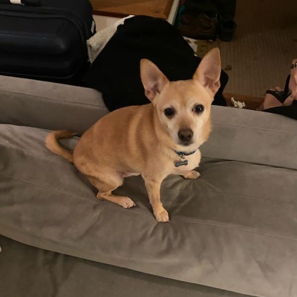 Enlarge Billy, a Adoptable mixed breed in Portland, OR image 4/4