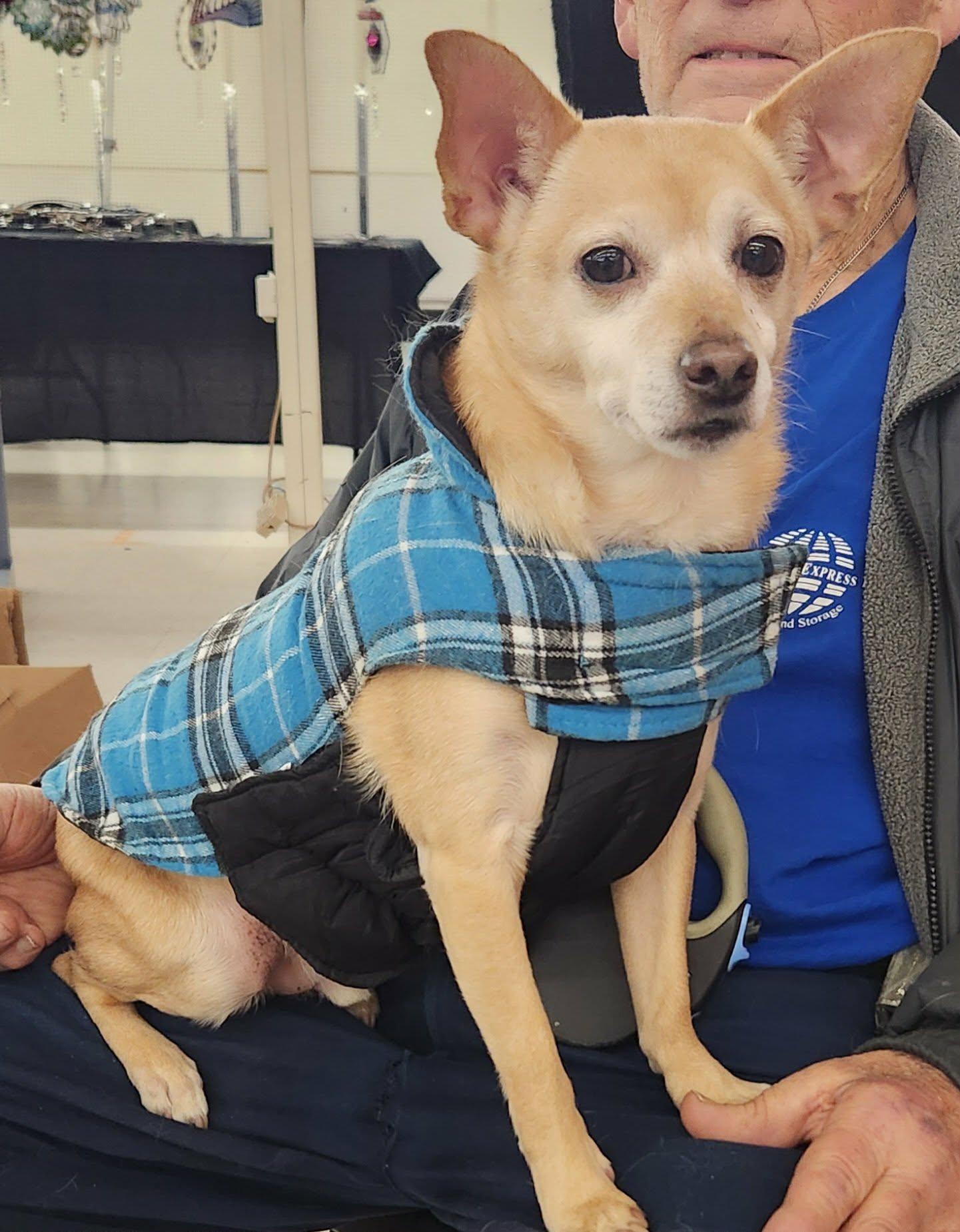 Billy, Adoptable, Adult Male Chihuahua & Terrier.