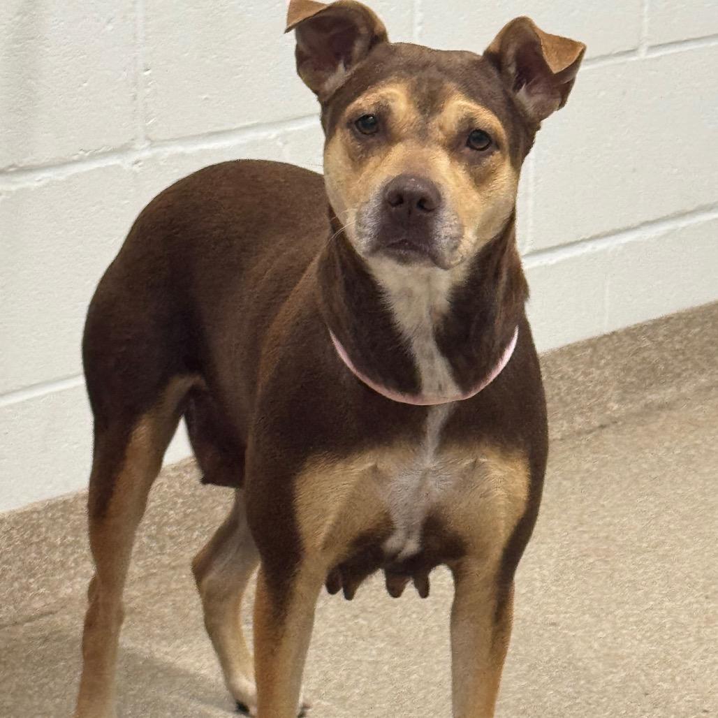 Enlarge Jade, a Adoptable mixed breed in League City, TX image 4/6