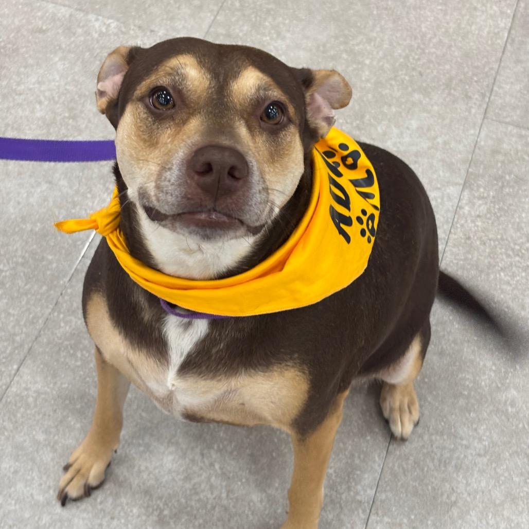 Enlarge Jade, a Adoptable mixed breed in League City, TX image 5/6