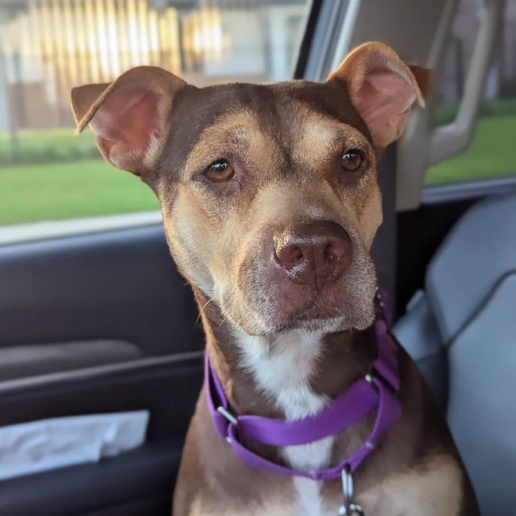 Jade, a Adoptable mixed breed in League City, TX image 5/5