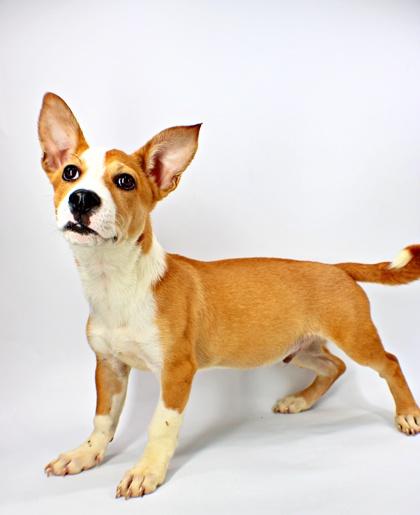 Rocket, Adoptable, Puppy Male Cardigan Welsh Corgi & Terrier.