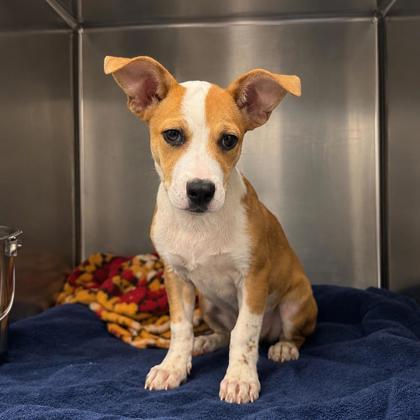 Enlarge Rocket, a Adoptable mixed breed in Morton Grove, IL image 2/2