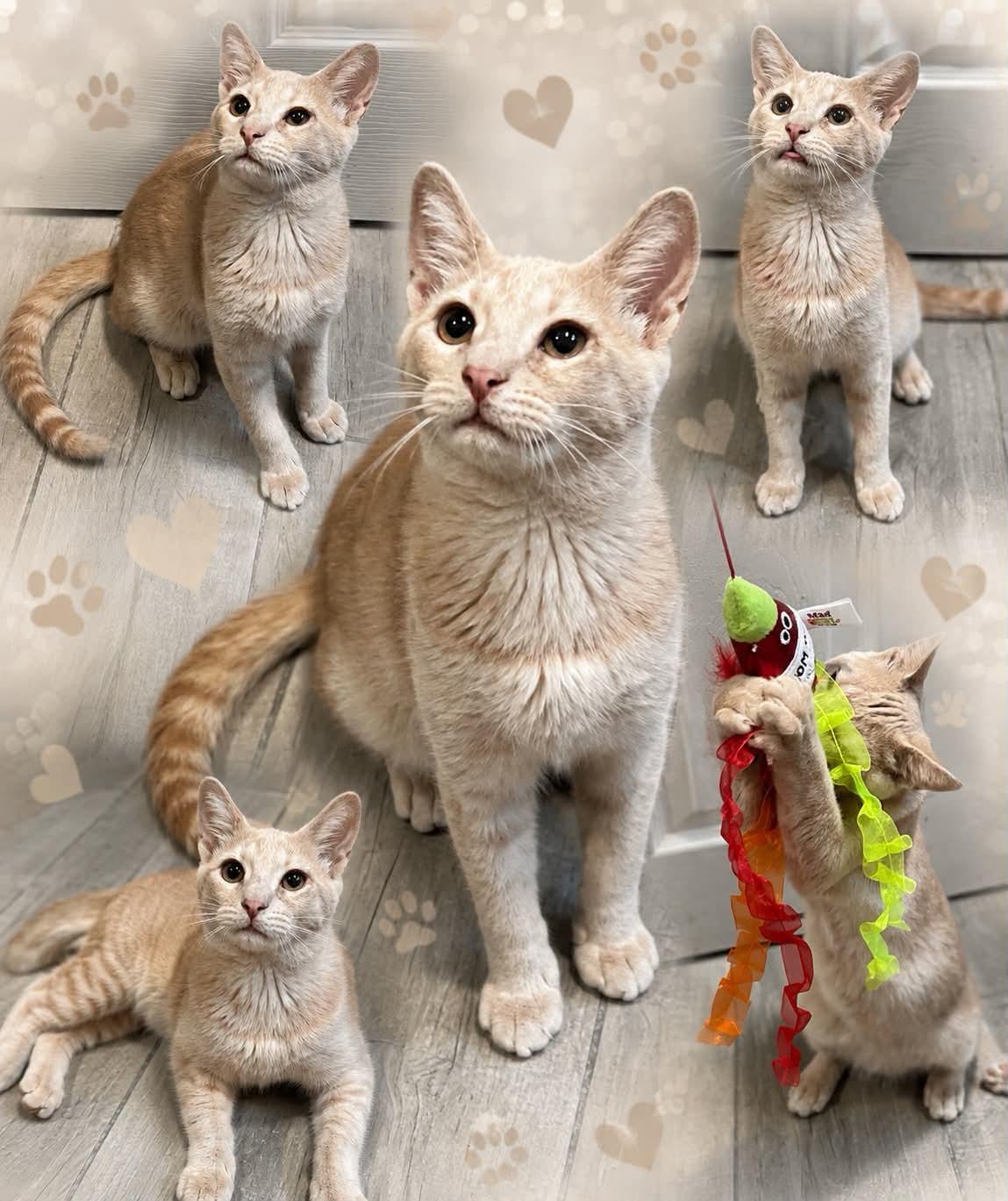 Twain, ADOPTABLE, Young Male Domestic Short Hair.