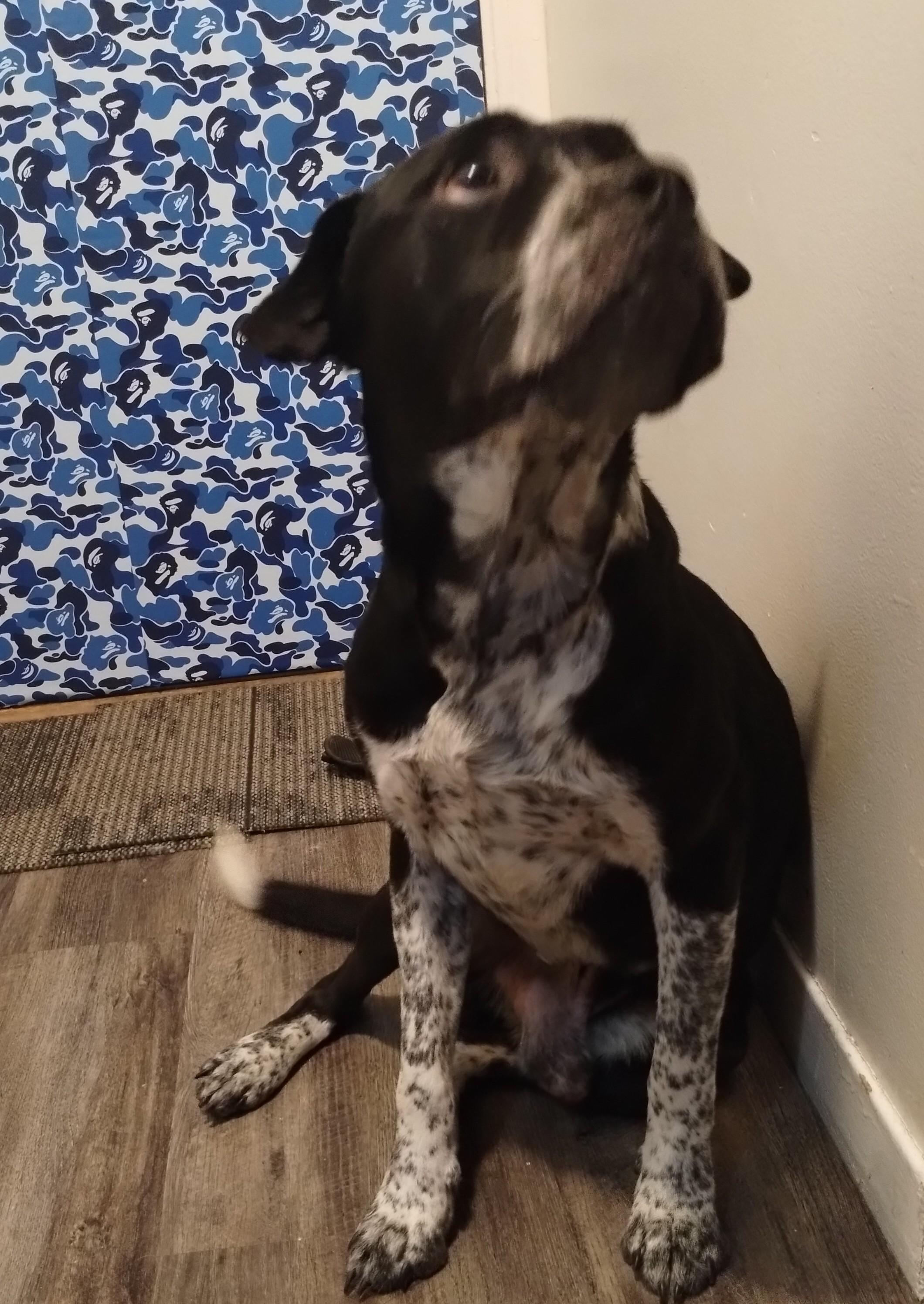 Enlarge Oreo-Syracuse, NY, a Adoptable mixed breed in Syracuse, NY image 2/3