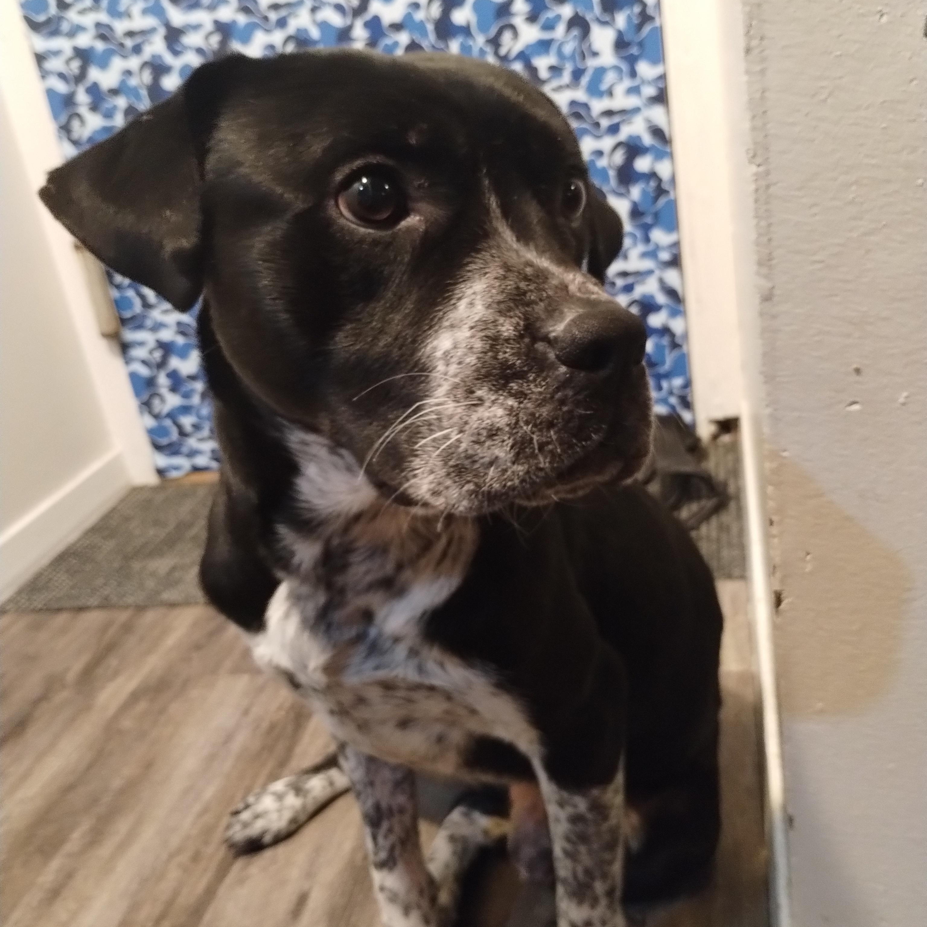 Enlarge Oreo-Syracuse, NY, a Adoptable mixed breed in Syracuse, NY image 1/3