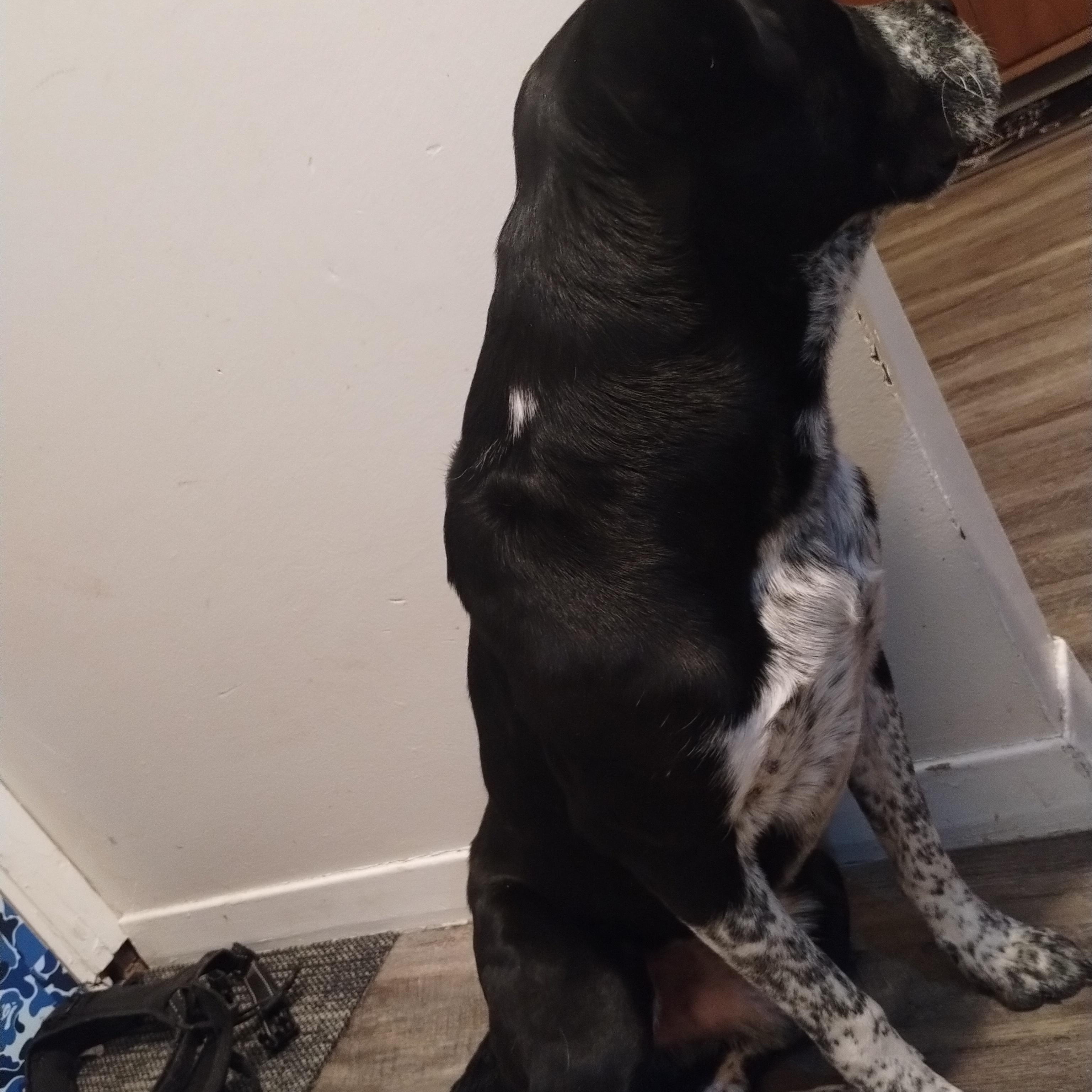 Enlarge Oreo-Syracuse, NY, a Adoptable mixed breed in Syracuse, NY image 3/3