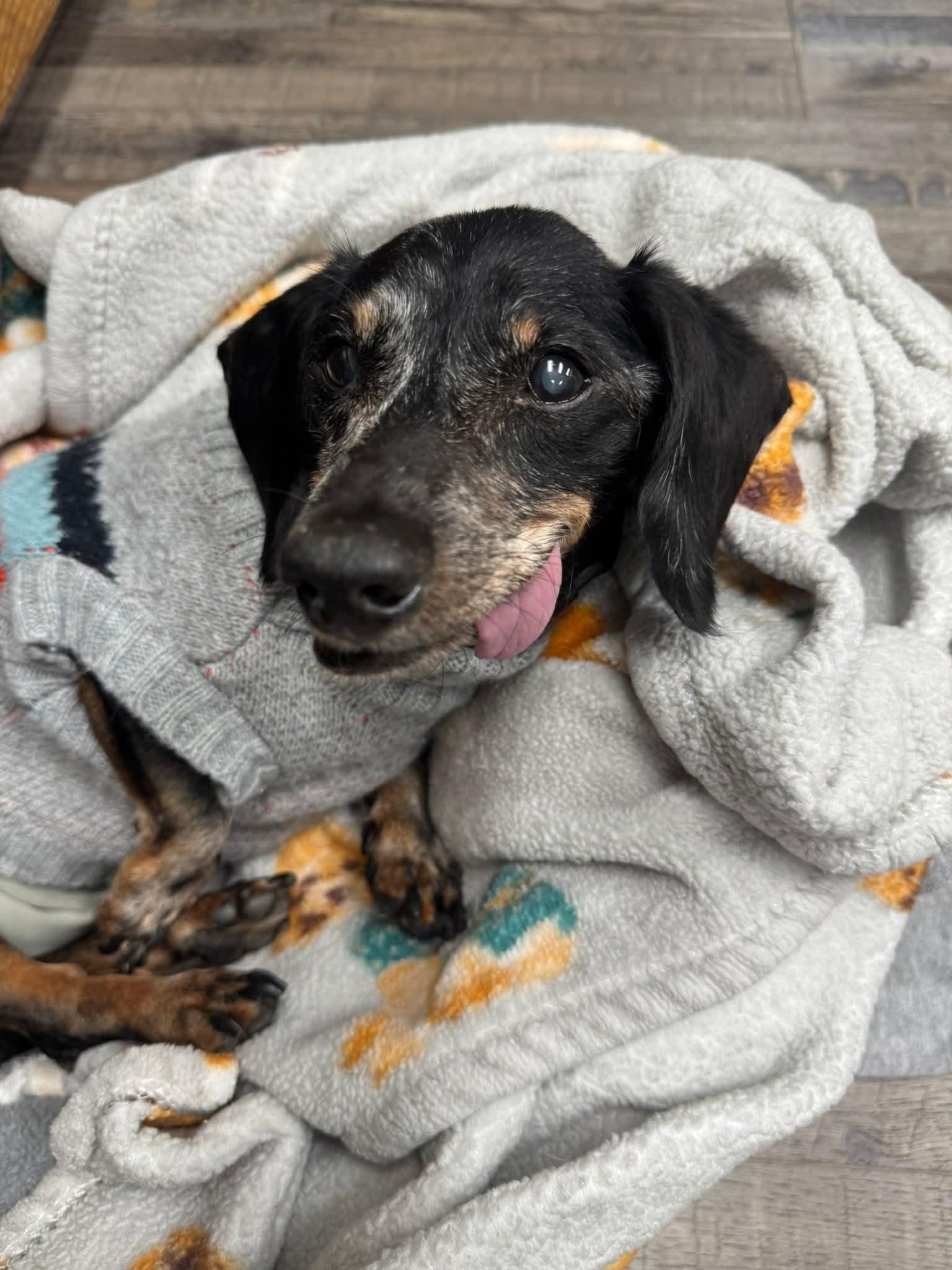 Barney Blu, ADOPTABLE, Senior Male Dachshund.