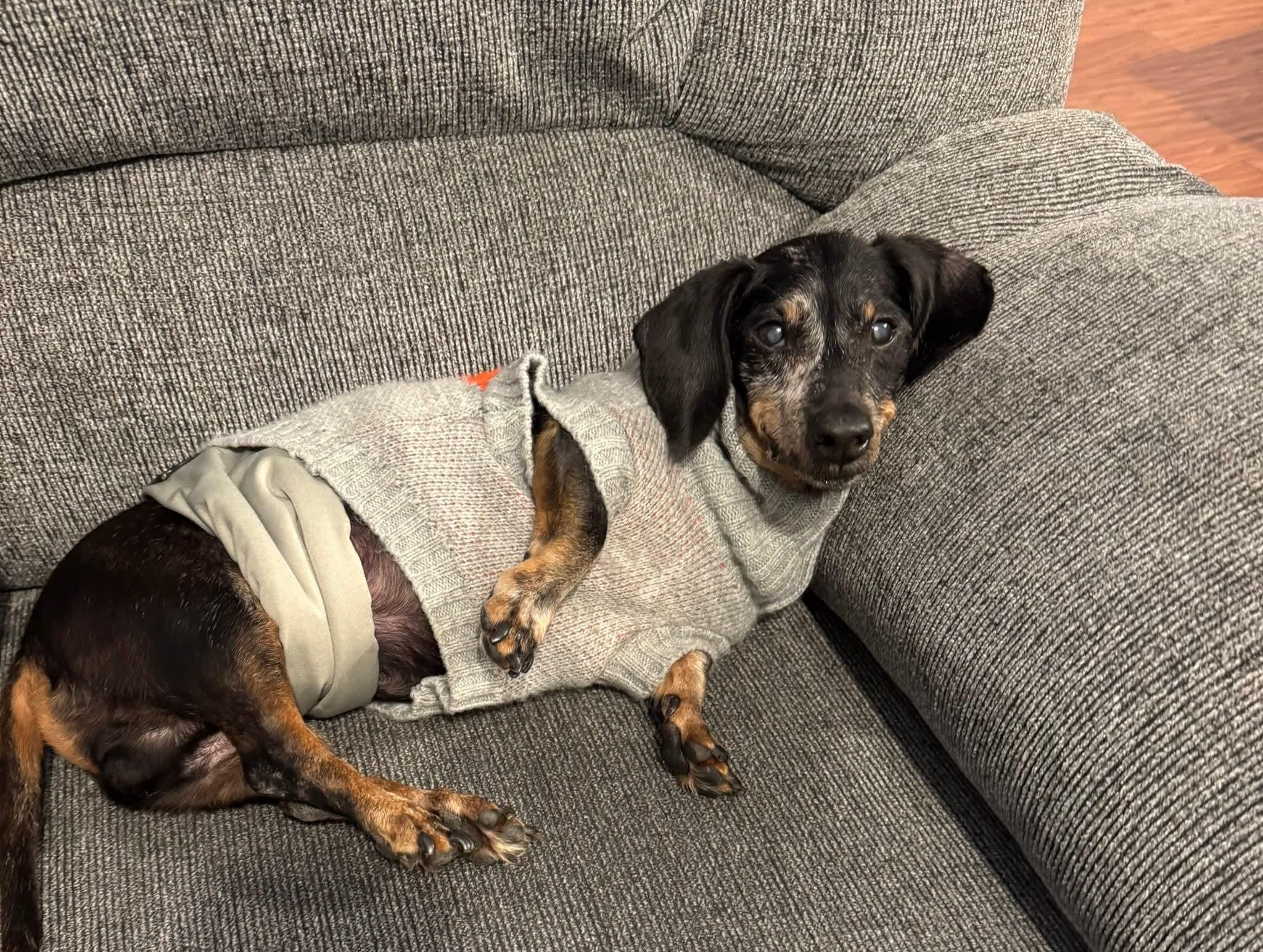 Enlarge Barney Blu, a ADOPTABLE Dachshund in Fort Walton Beach, FL image 2/2