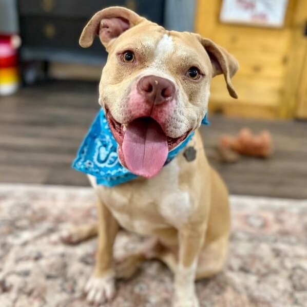 Enlarge Charlie the Sunshine Sidekick, a Adoptable mixed breed in Louisville, KY image 1/6