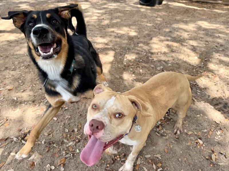 Enlarge Charlie the Sunshine Sidekick, a Adoptable mixed breed in Louisville, KY image 3/6