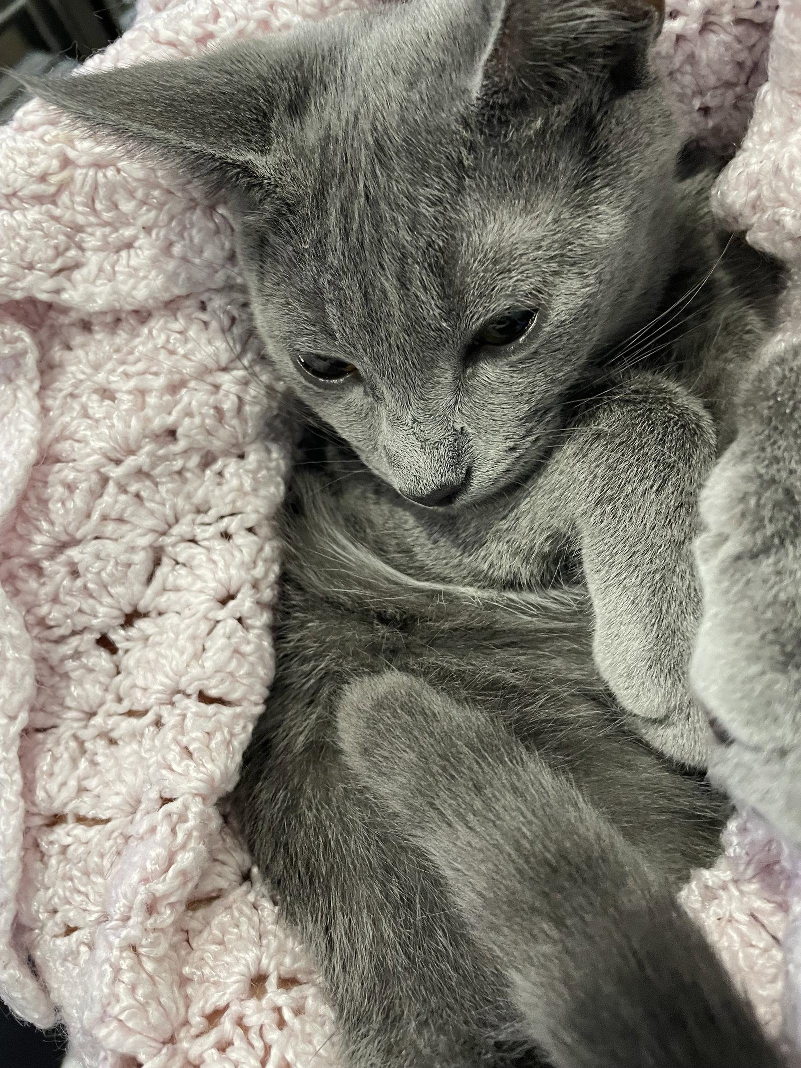 Addie, Adopted, Young Female Domestic Short Hair.