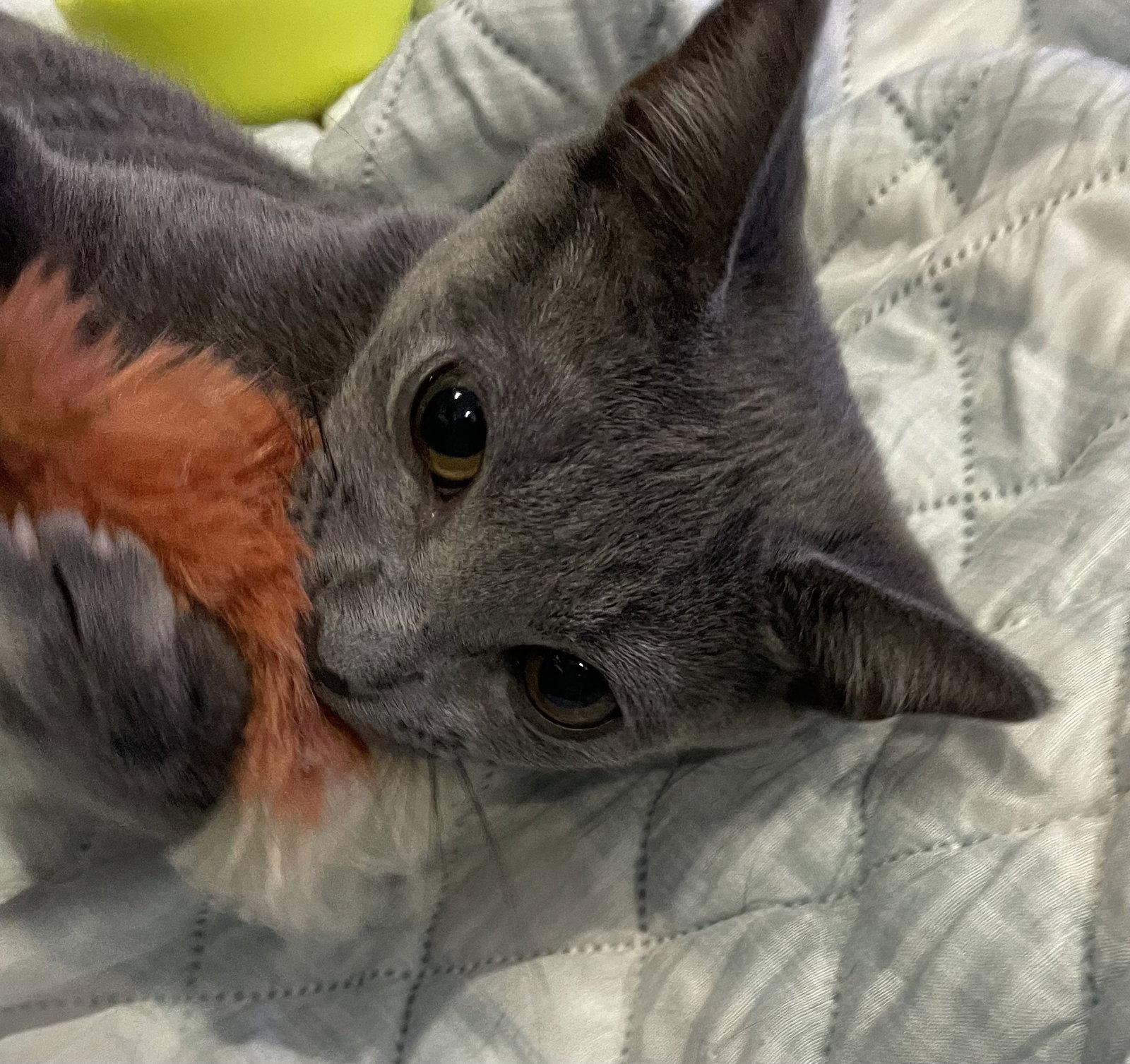 Enlarge Addie, a Adopted Domestic Short Hair in West Palm Beach, FL image 2/3
