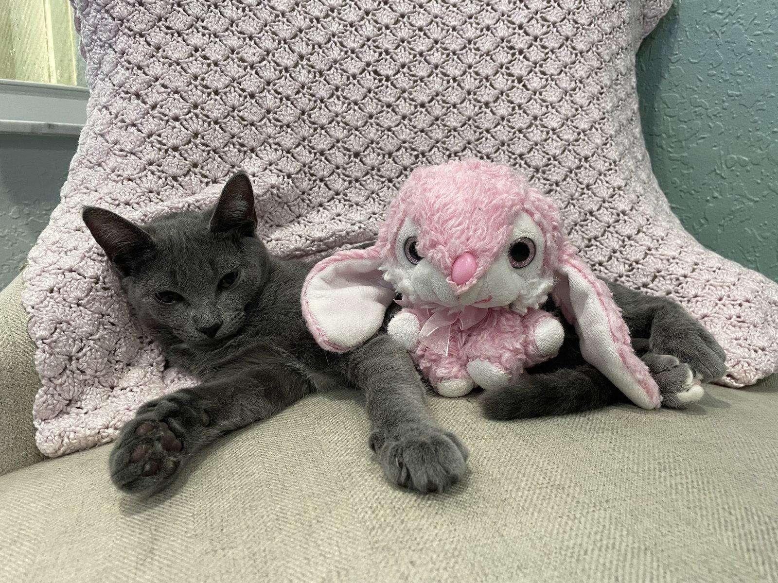 Enlarge Addie, a Adopted Domestic Short Hair in West Palm Beach, FL image 3/3