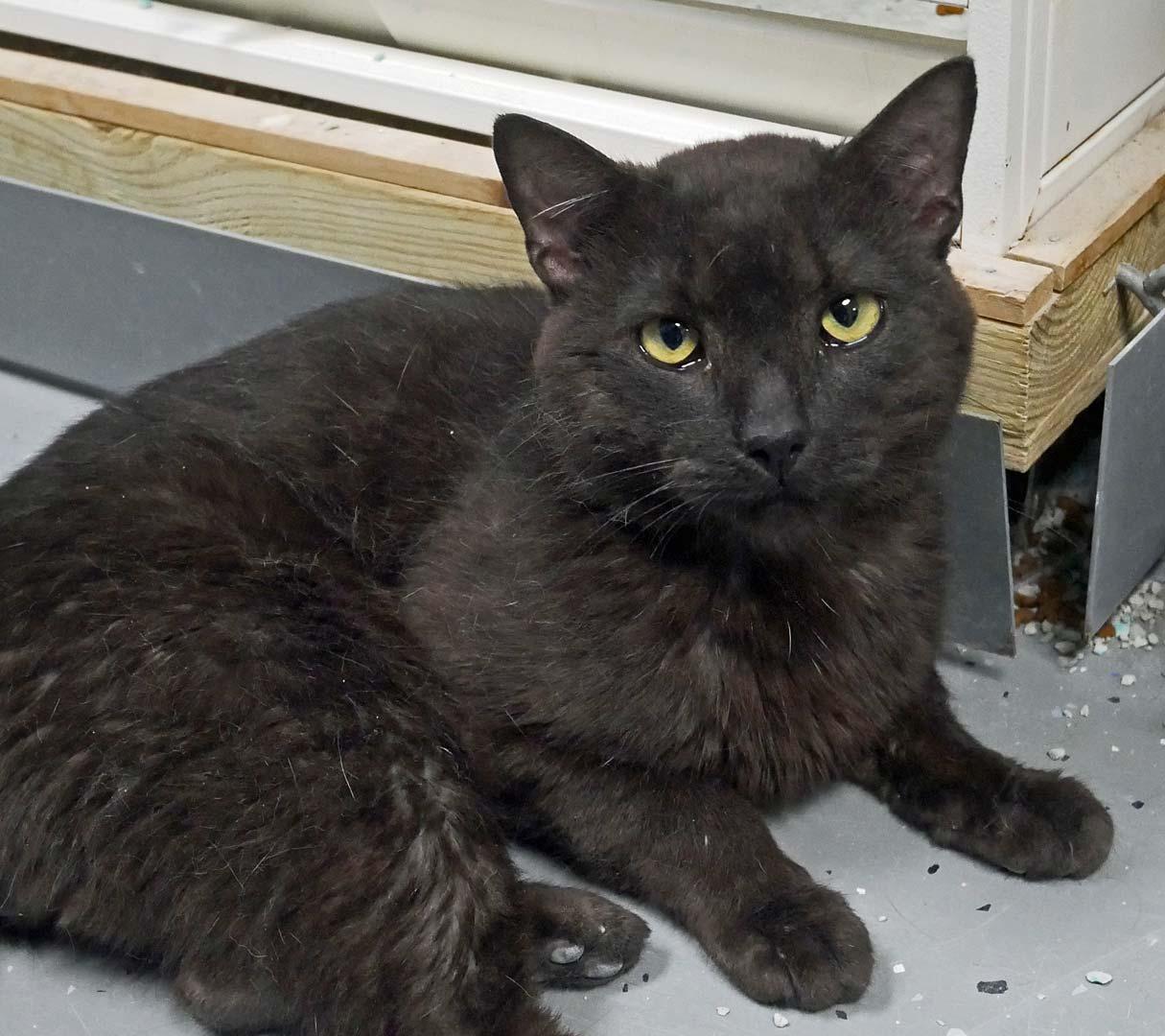 Rory, adopted, Young Male Siamese.