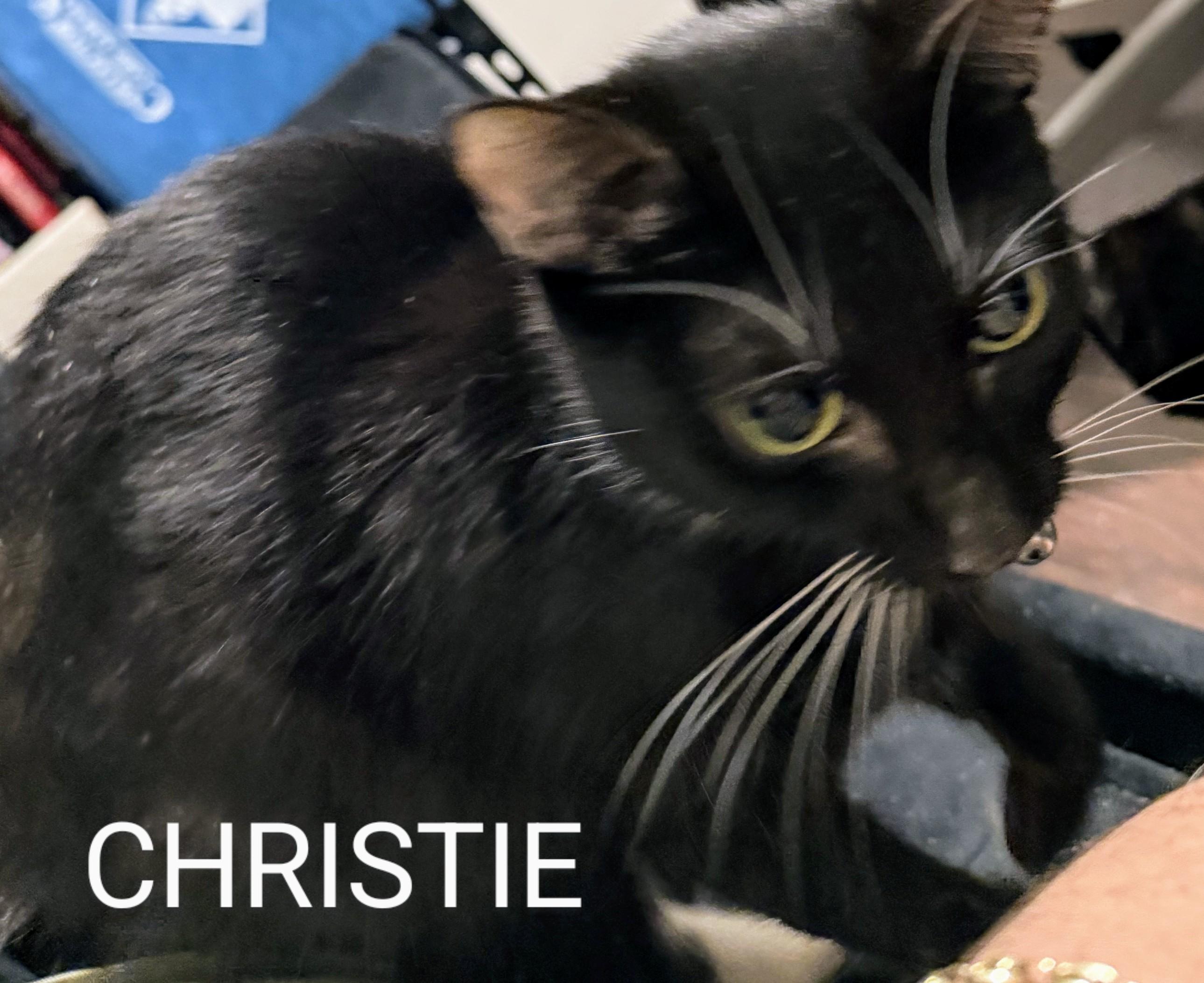 Christie, ADOPTABLE, Young Female Domestic Short Hair.