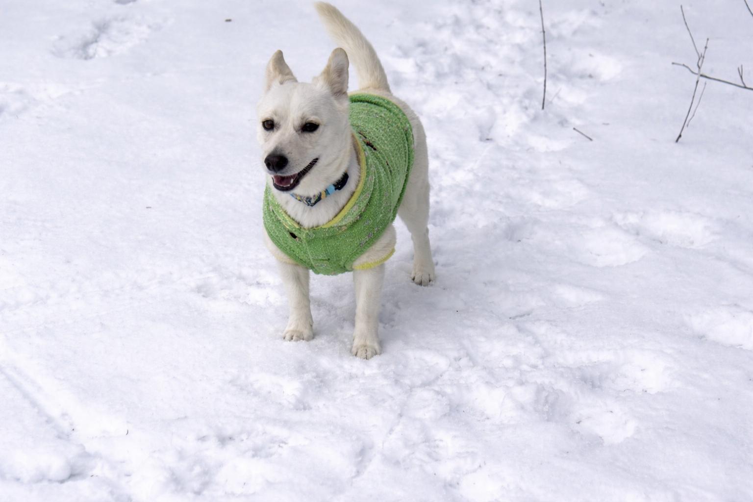 Bryan, adopted, Young Male Mixed Breed.