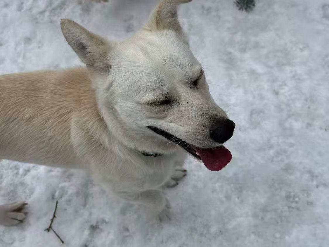 Bryan, an adopted Mixed Breed in Markham, ON image 6/6