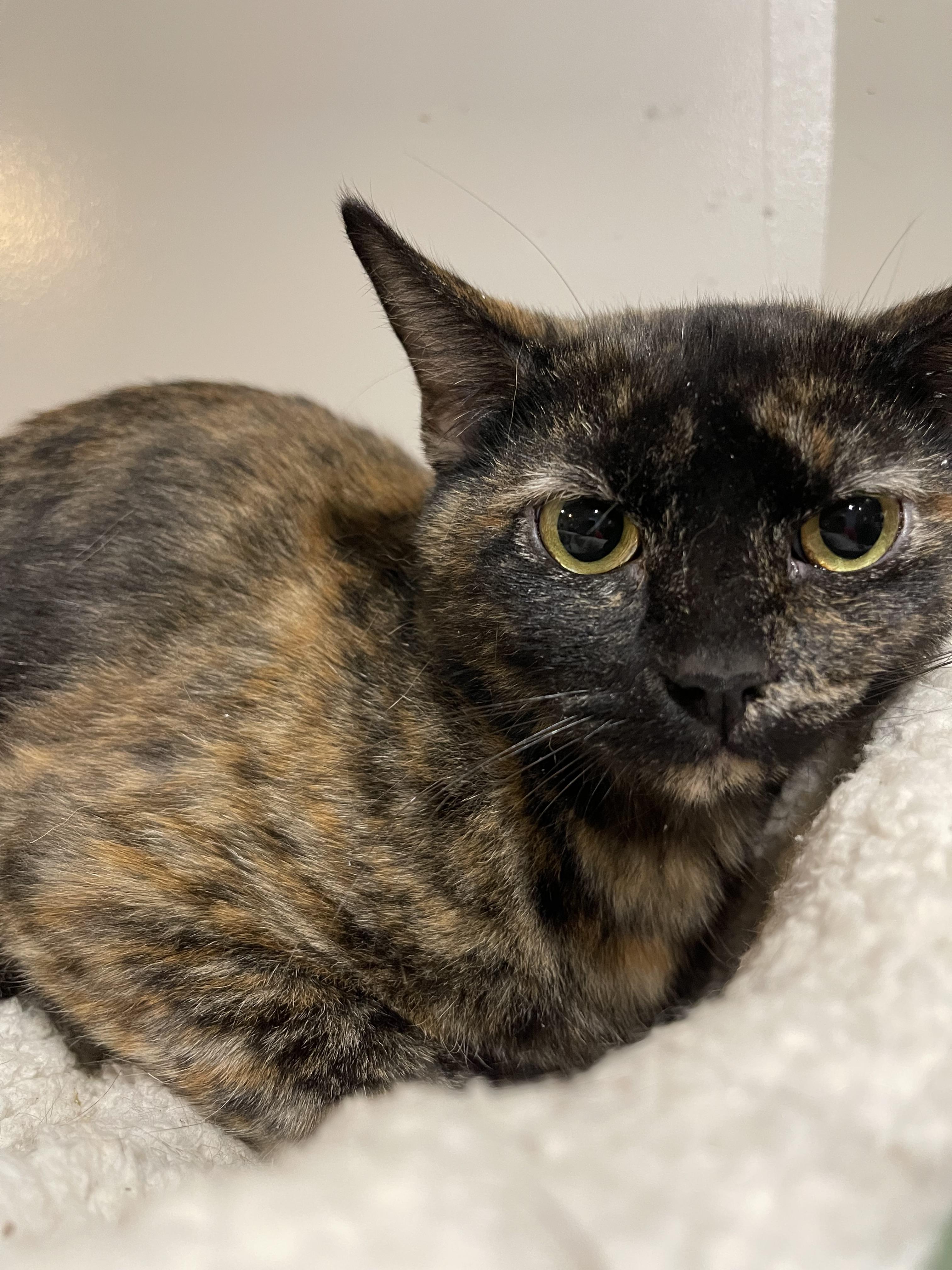 Roberta, Adoptable, Young Female Calico.