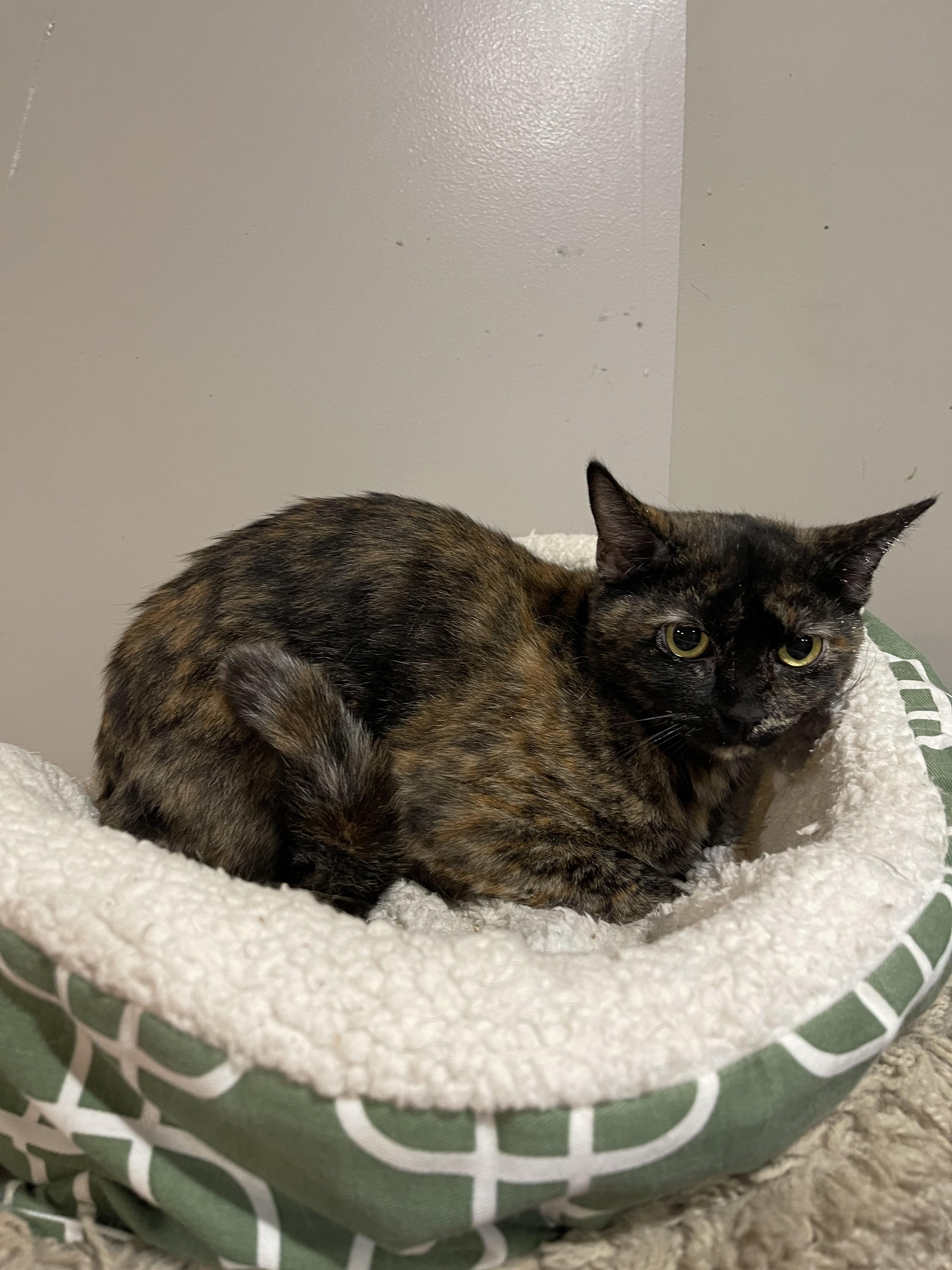 Enlarge Roberta, a Adoptable Calico in North Kansas City, MO image 2/2