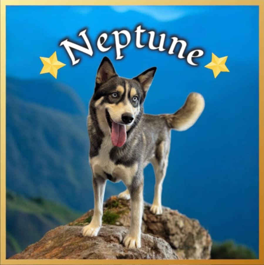 Neptune, Adoptable, Adult Male Husky.