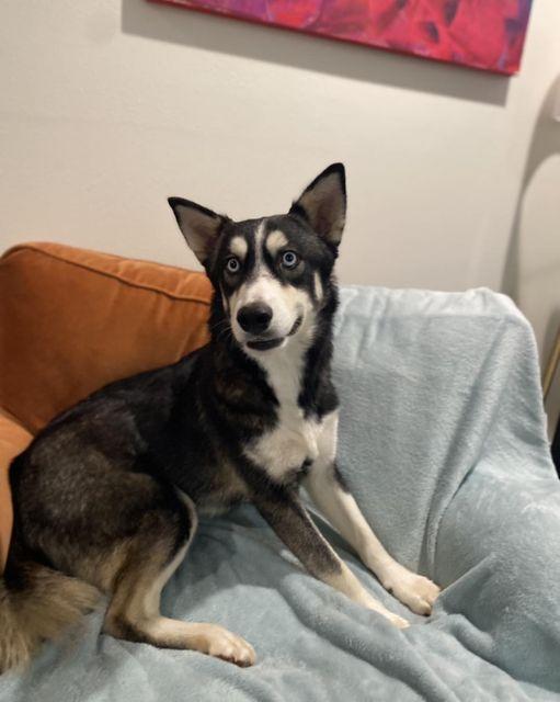 Enlarge Neptune, a Adoptable mixed breed in San Angelo , TX image 2/6