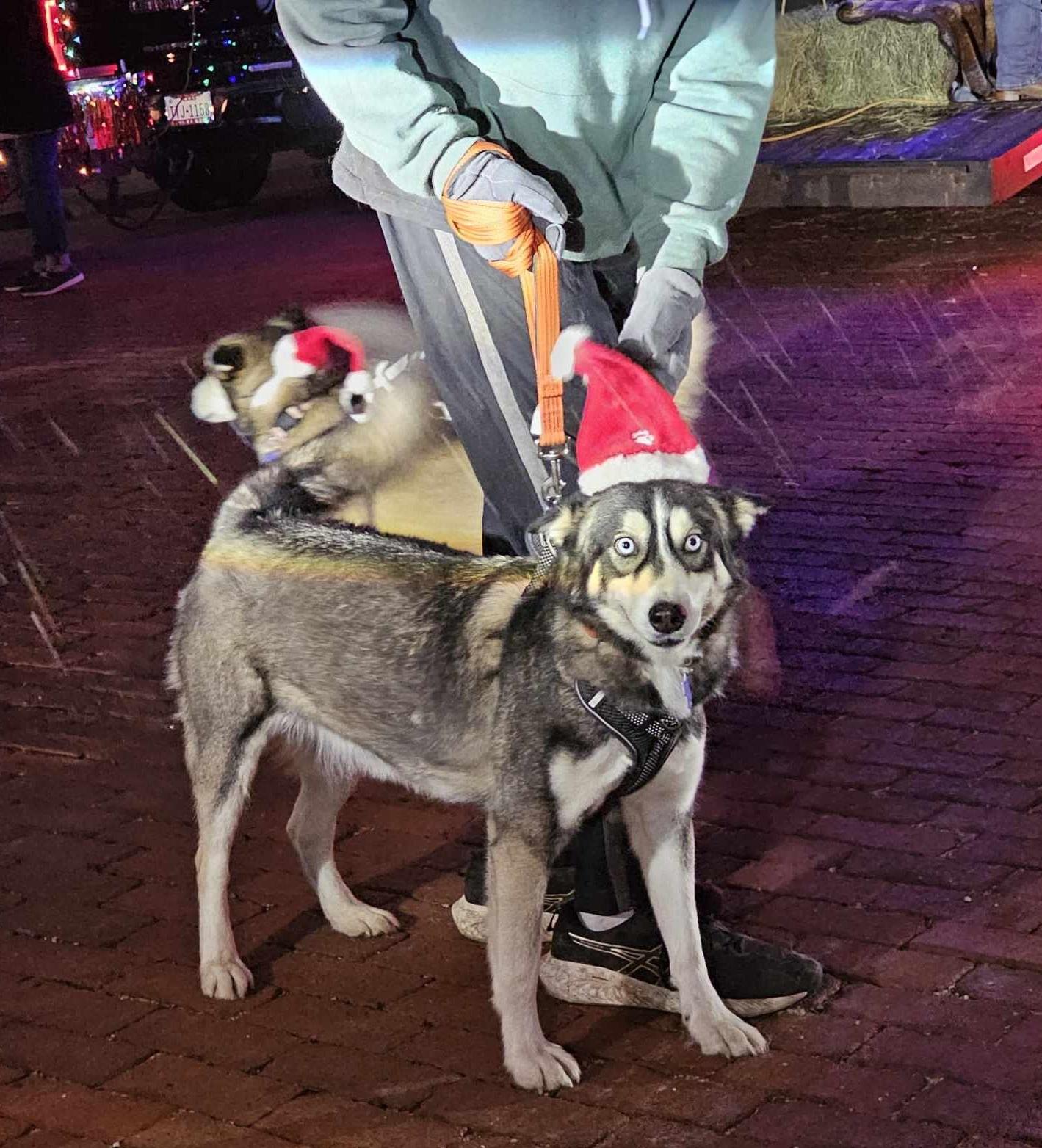 Enlarge Neptune, a Adoptable mixed breed in San Angelo , TX image 4/6