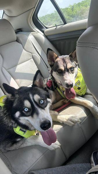 Neptune, Adoptable, Adult Male Husky.