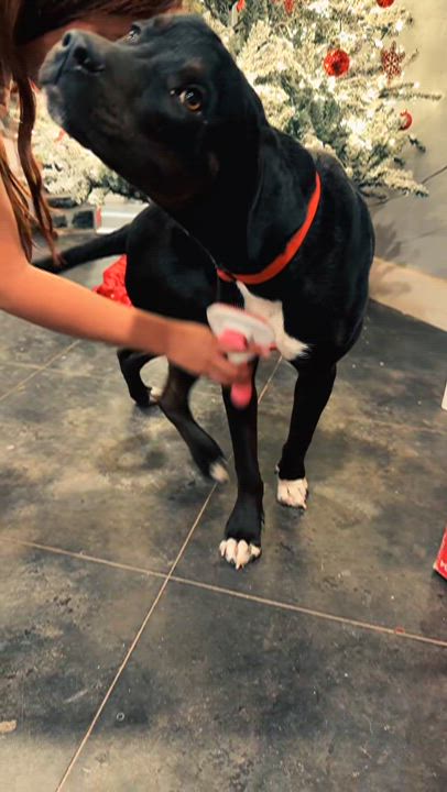 Enlarge Leo, a ADOPTABLE mixed breed in Bastrop, TX video 2/6