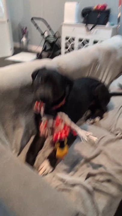 Enlarge Leo, a ADOPTABLE mixed breed in Austin , TX video 4/6