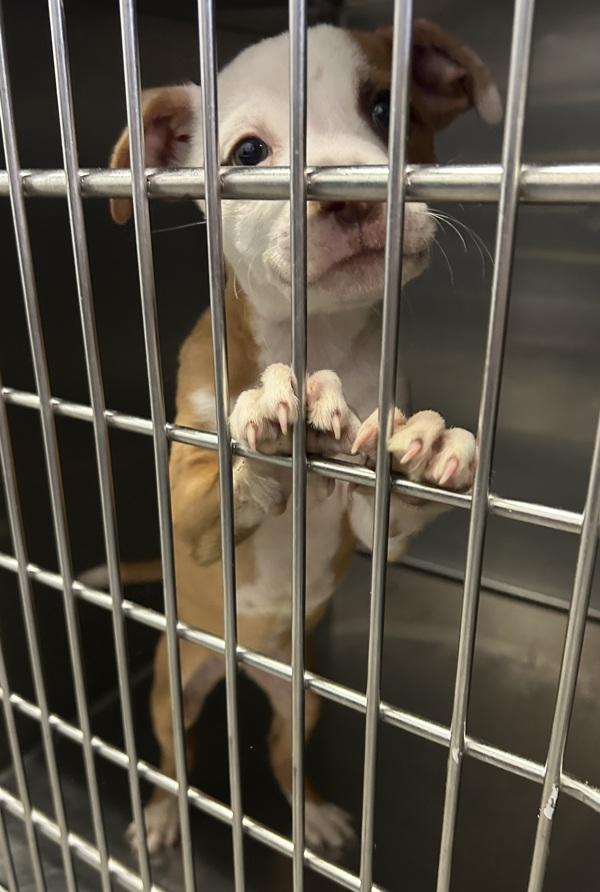Little Lady (princess), Adoptable, Young Female Pit Bull Terrier.