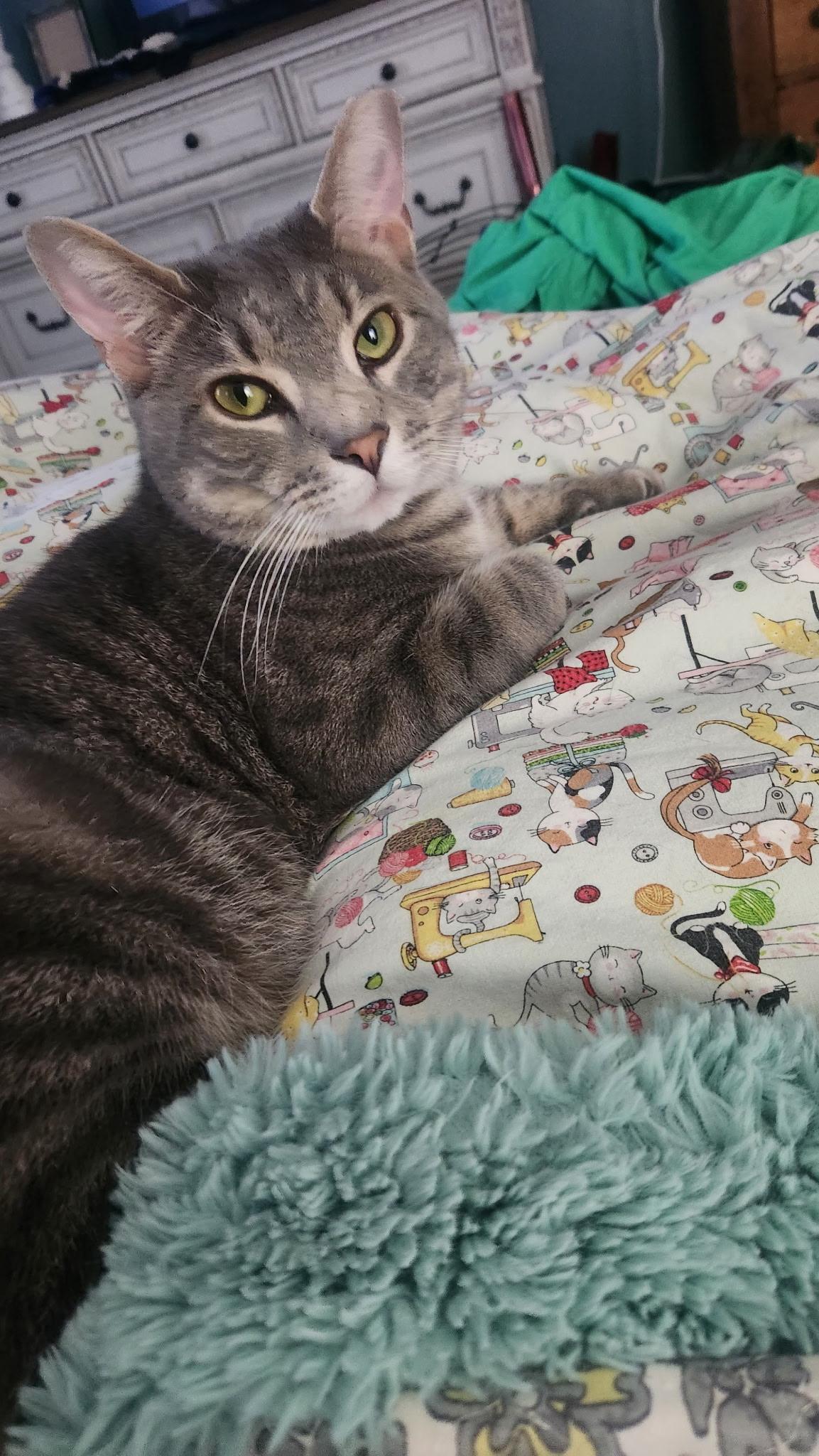 Enlarge Rocky, a ADOPTABLE Domestic Short Hair in Murfreesboro, TN image 1/1