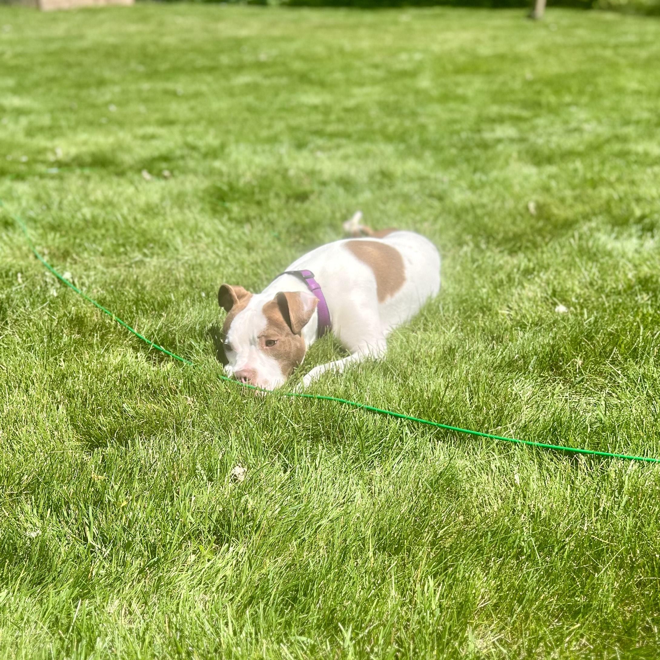Enlarge Dante, a Adoptable mixed breed in Minneapolis, MN image 2/6
