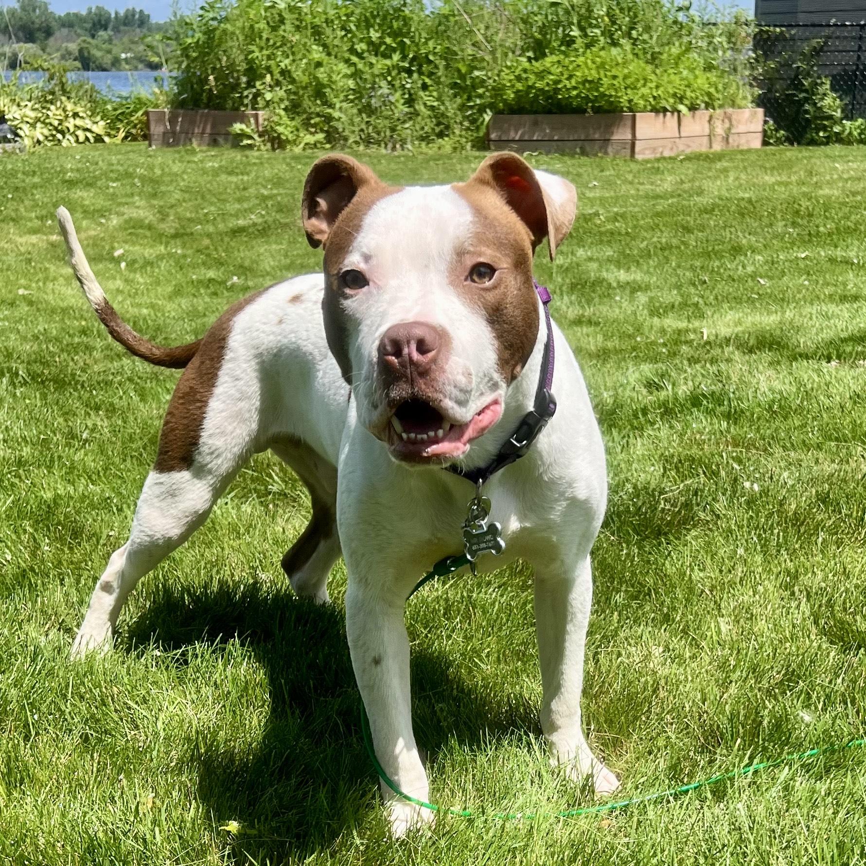 Enlarge Dante, a Adoptable mixed breed in Minneapolis, MN image 3/6