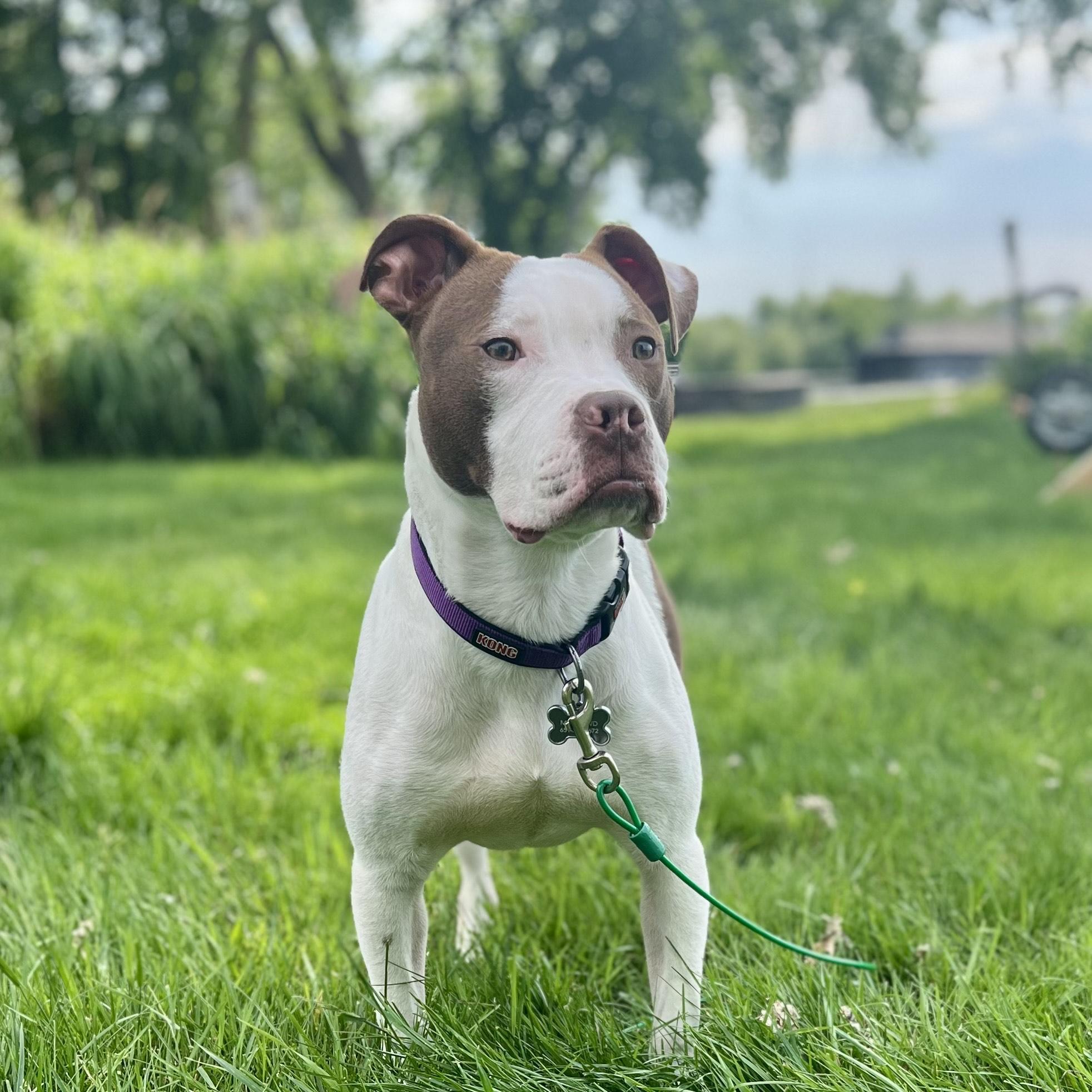 Enlarge Dante, a Adoptable mixed breed in Minneapolis, MN image 5/6