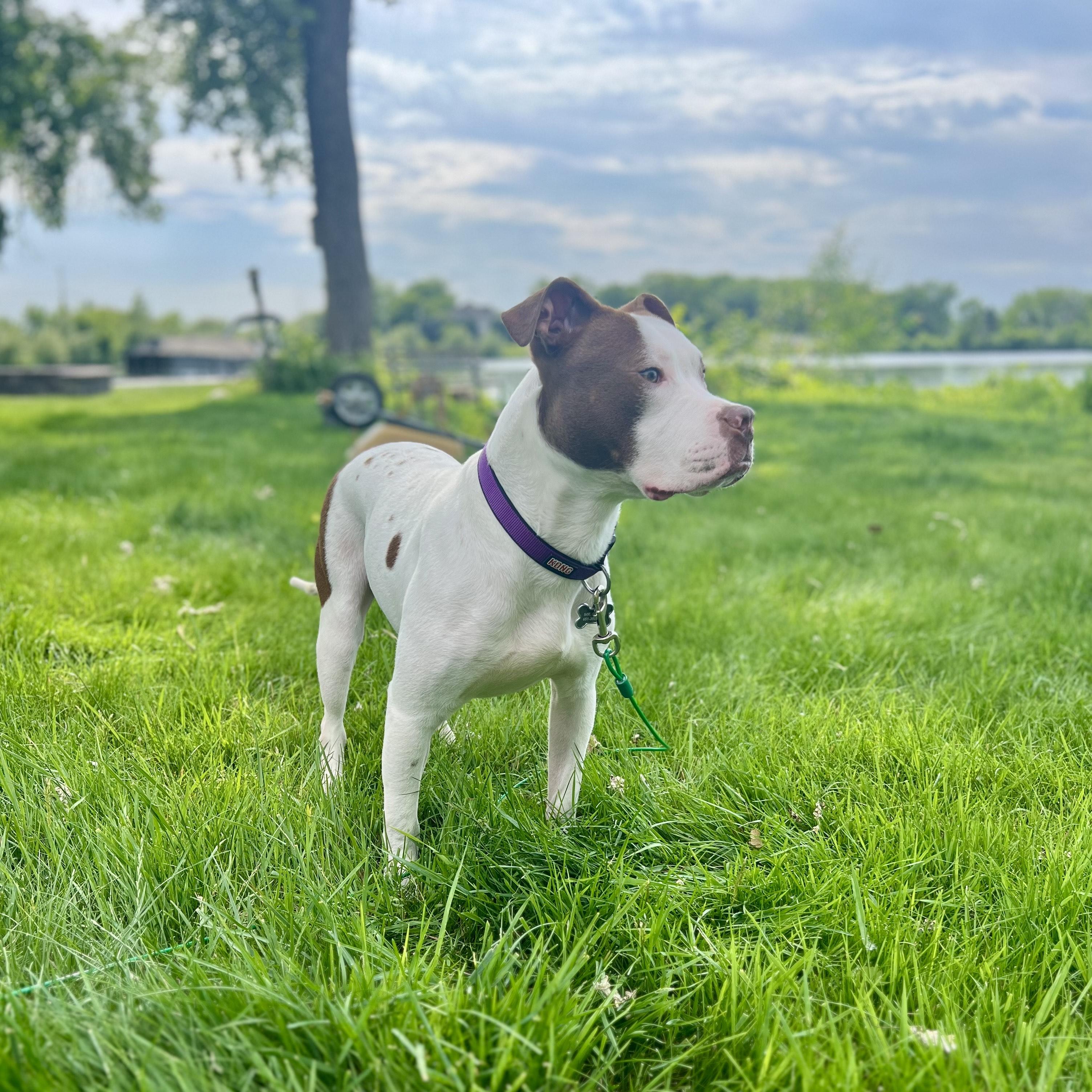 Enlarge Dante, a Adoptable mixed breed in Minneapolis, MN image 6/6