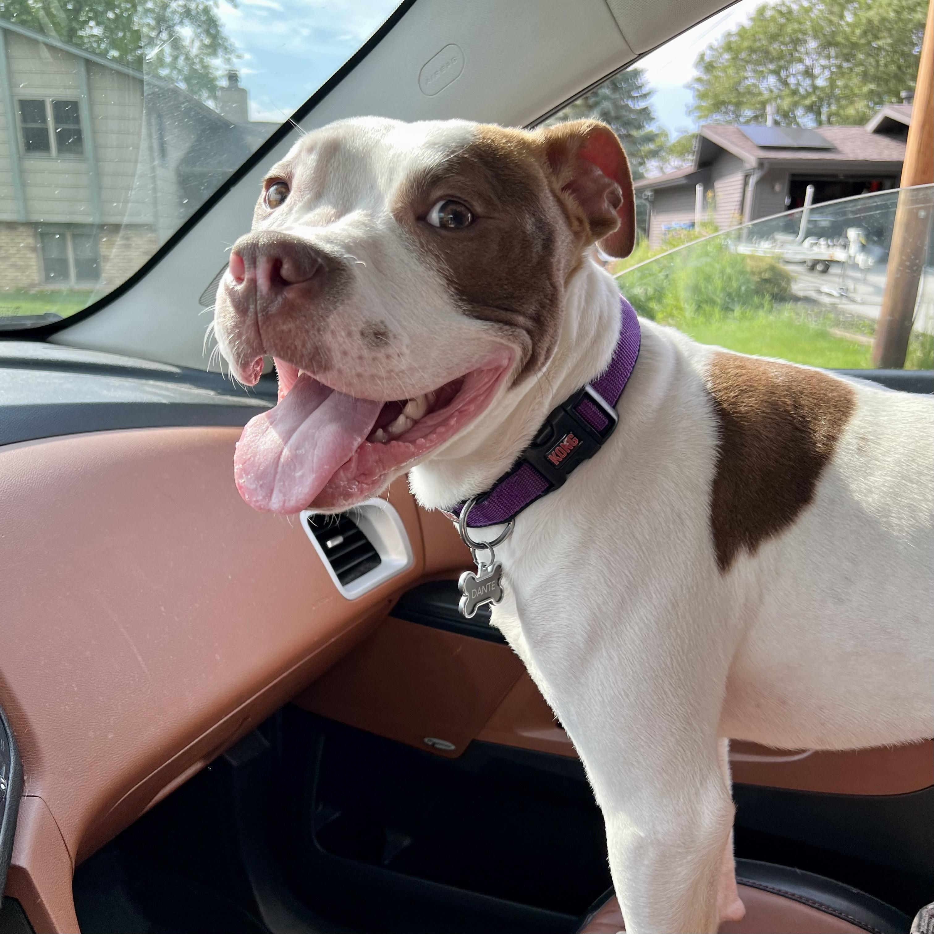 Dante, Adoptable, Adult Male Pit Bull Terrier & Boxer.