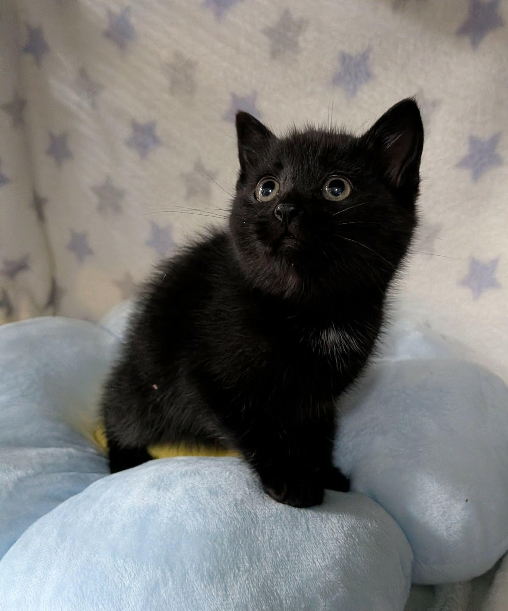 CATERPILLAR, an adopted Domestic Short Hair in Tillsonburg, ON image 5/6
