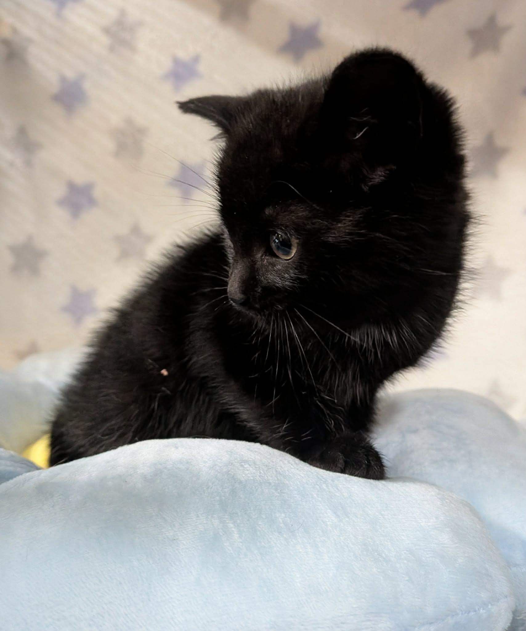 CATERPILLAR, an adopted Domestic Short Hair in Tillsonburg, ON image 4/6