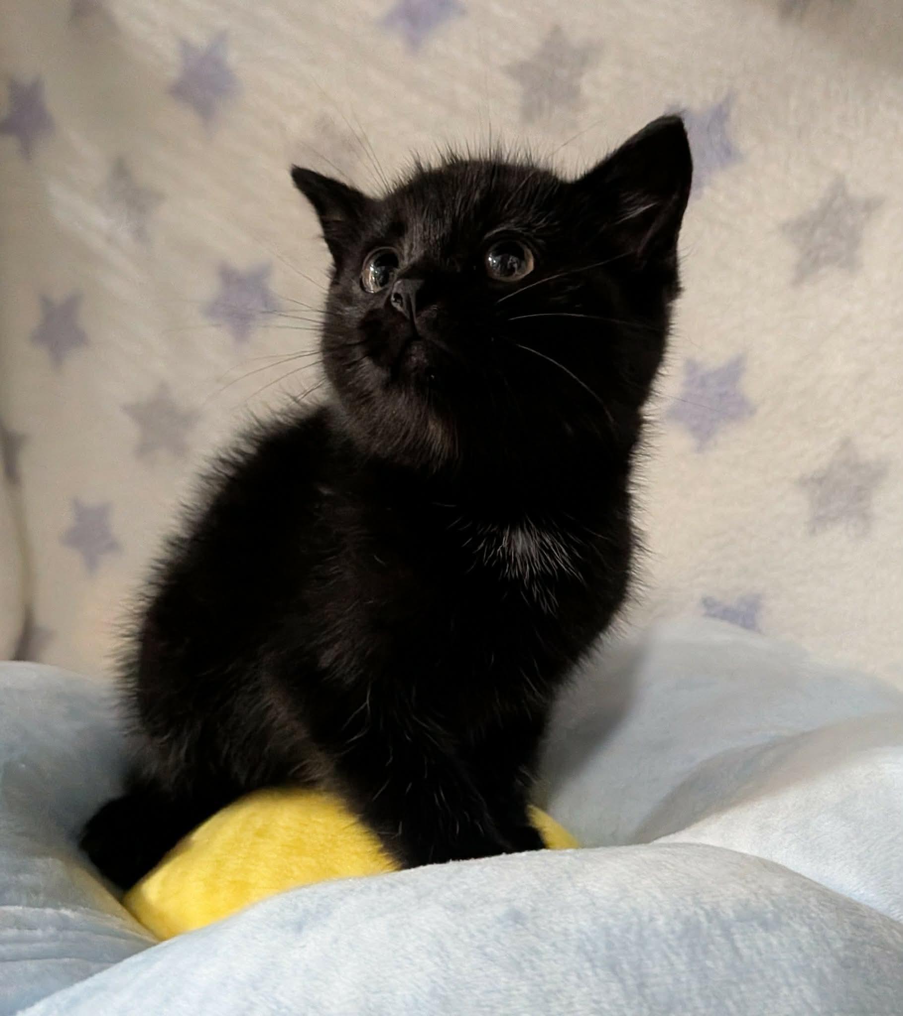 CATERPILLAR, an adopted Domestic Short Hair in Tillsonburg, ON image 2/6