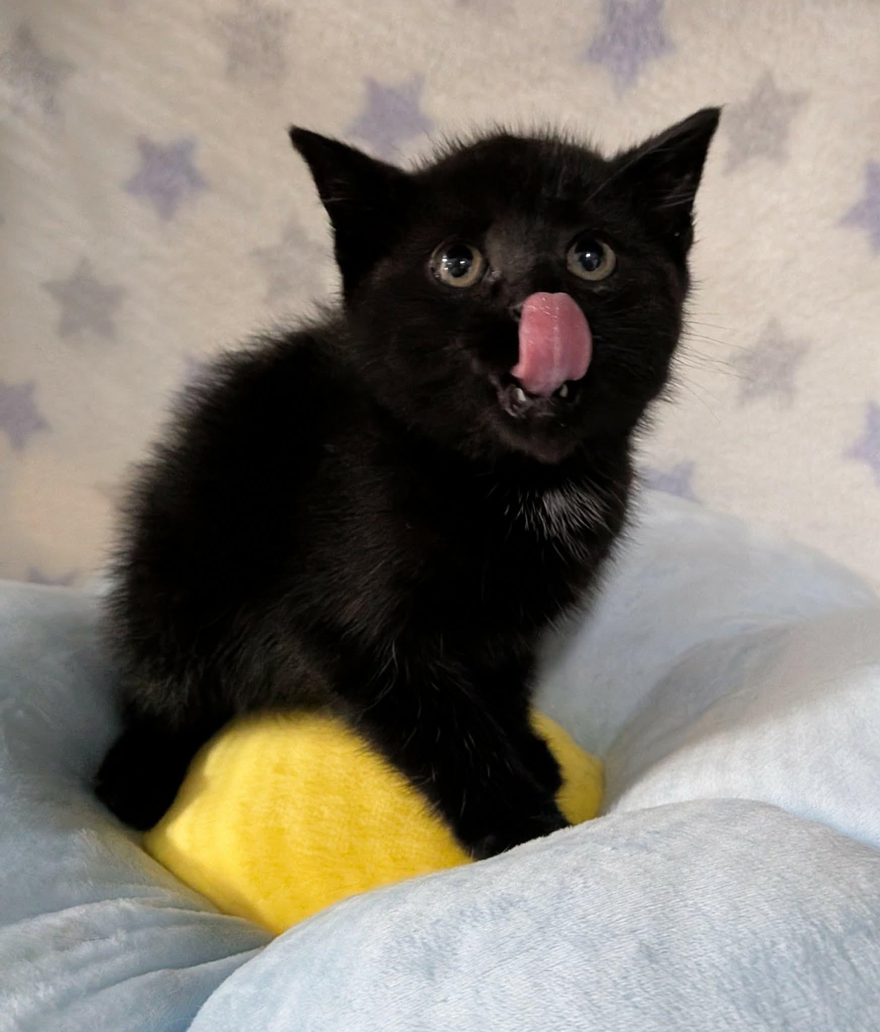 CATERPILLAR, an adopted Domestic Short Hair in Tillsonburg, ON image 3/6