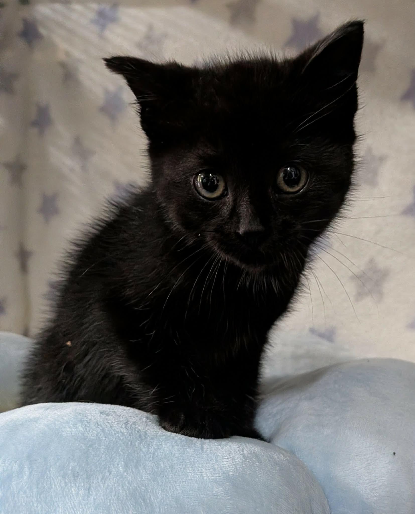 CATERPILLAR, an adopted Domestic Short Hair in Tillsonburg, ON image 6/6