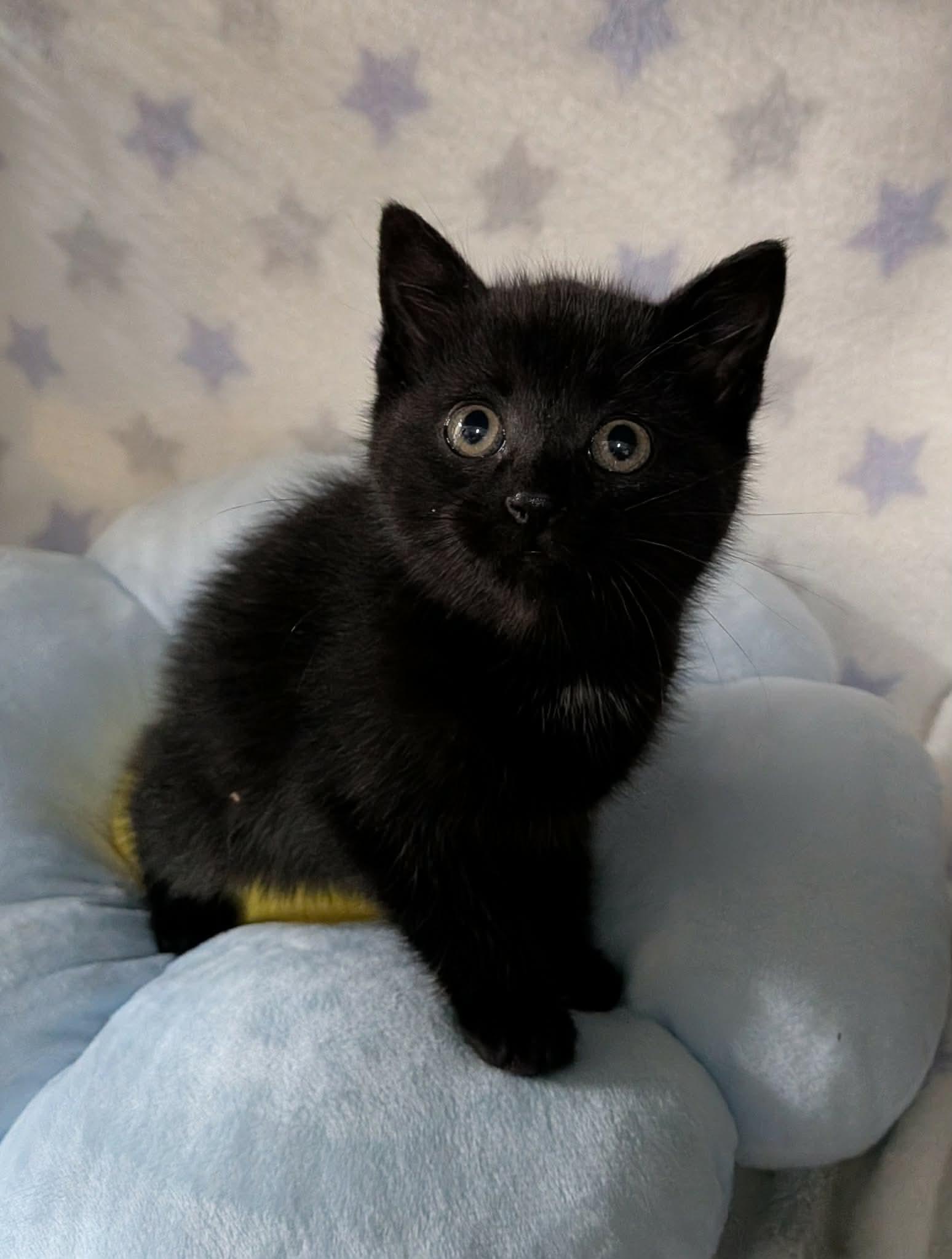 CATERPILLAR, an adopted Domestic Short Hair in Tillsonburg, ON image 1/6