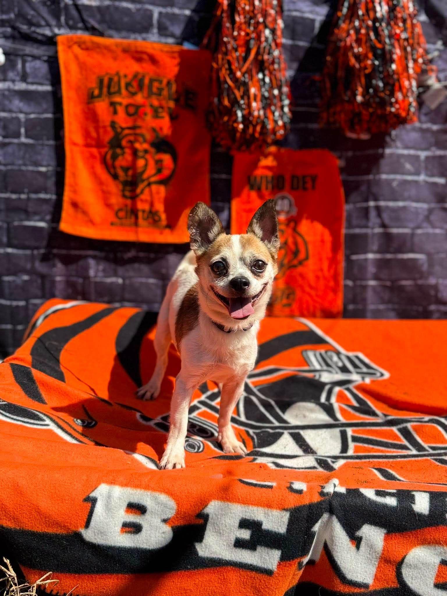 Bugsy, Adoptable, Adult Male Chihuahua.