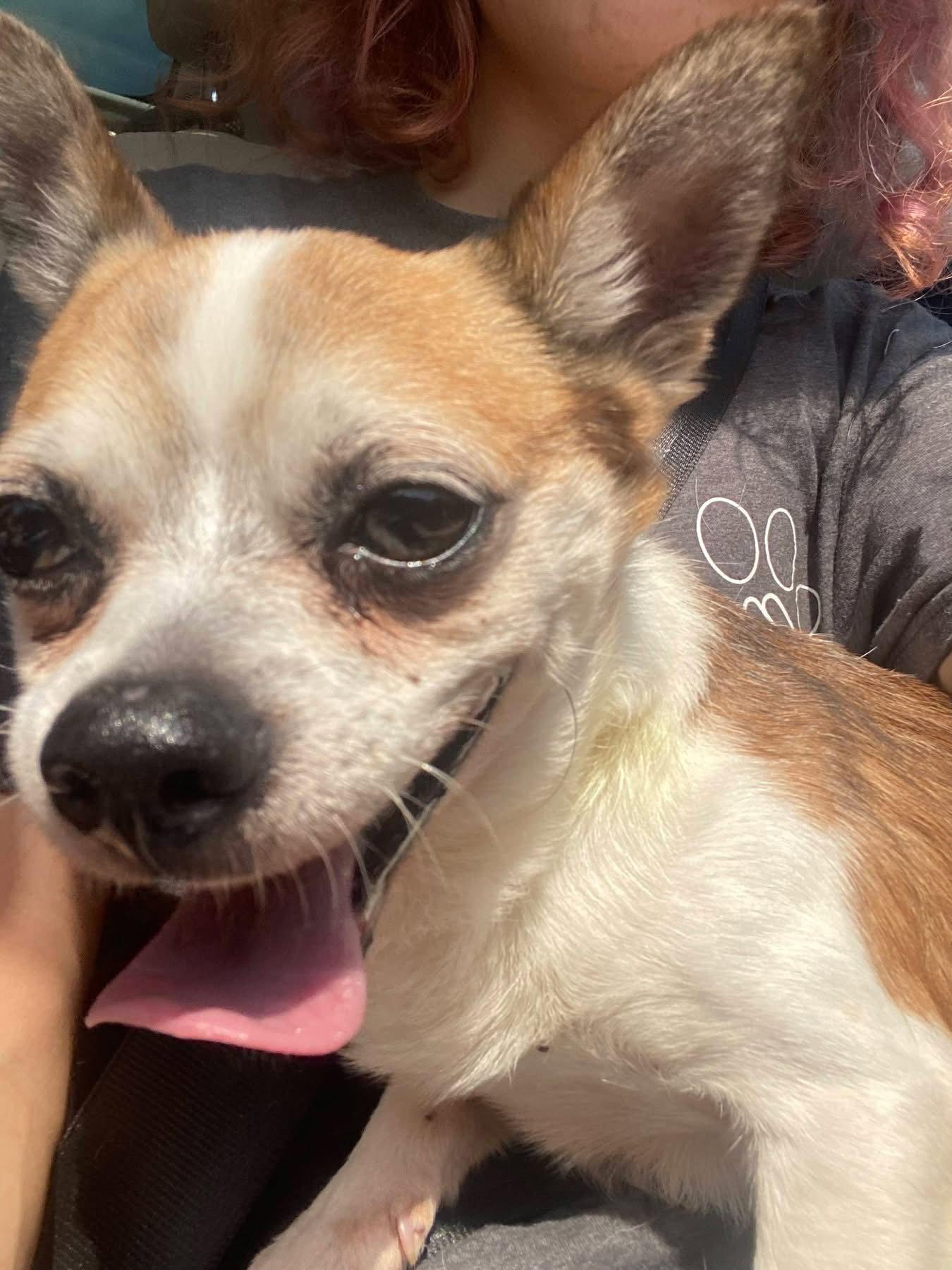 Enlarge Bugsy, a Adoptable Chihuahua in Cincinnati, OH image 2/3